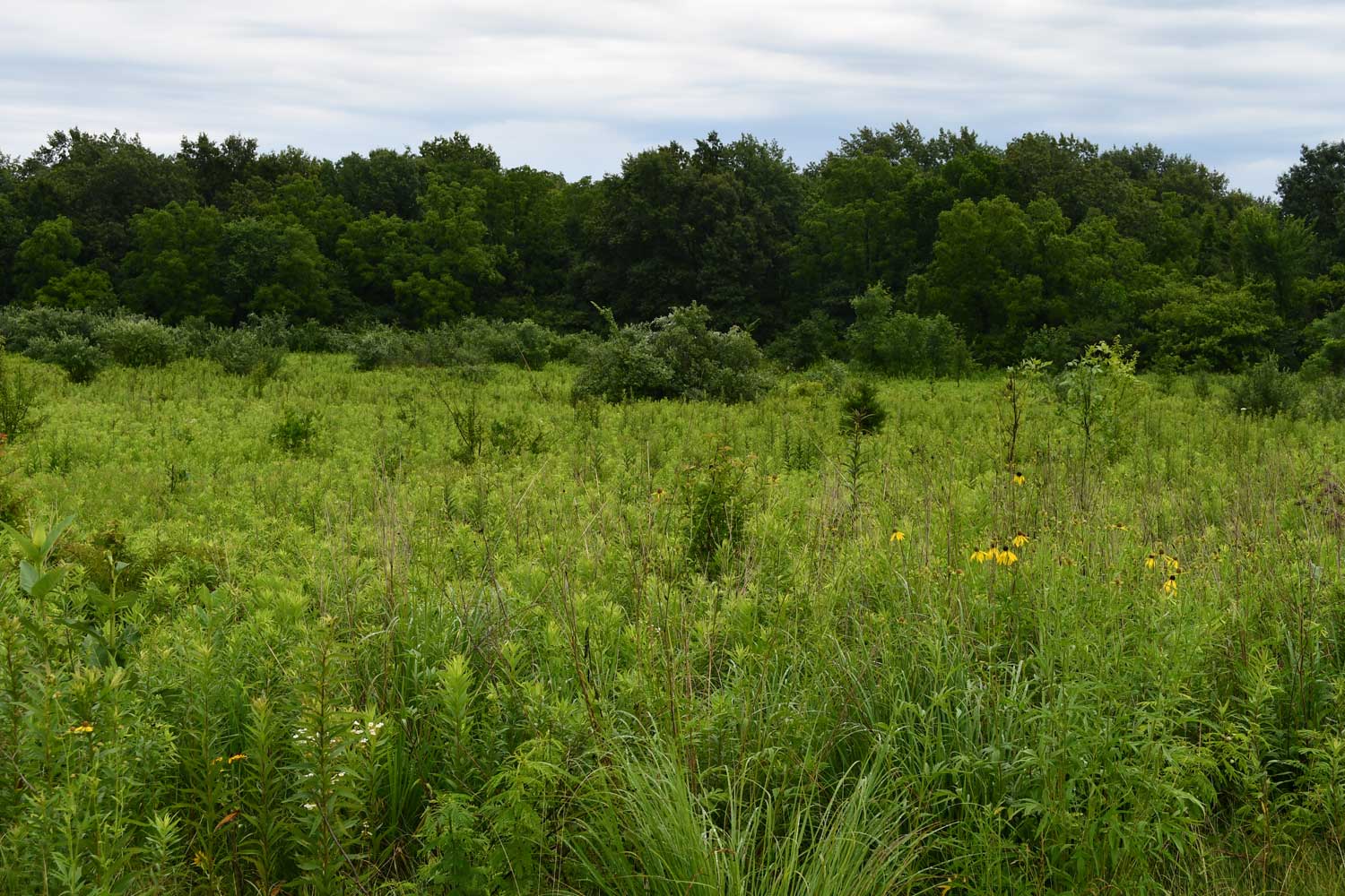 Grasses with trees in the background.