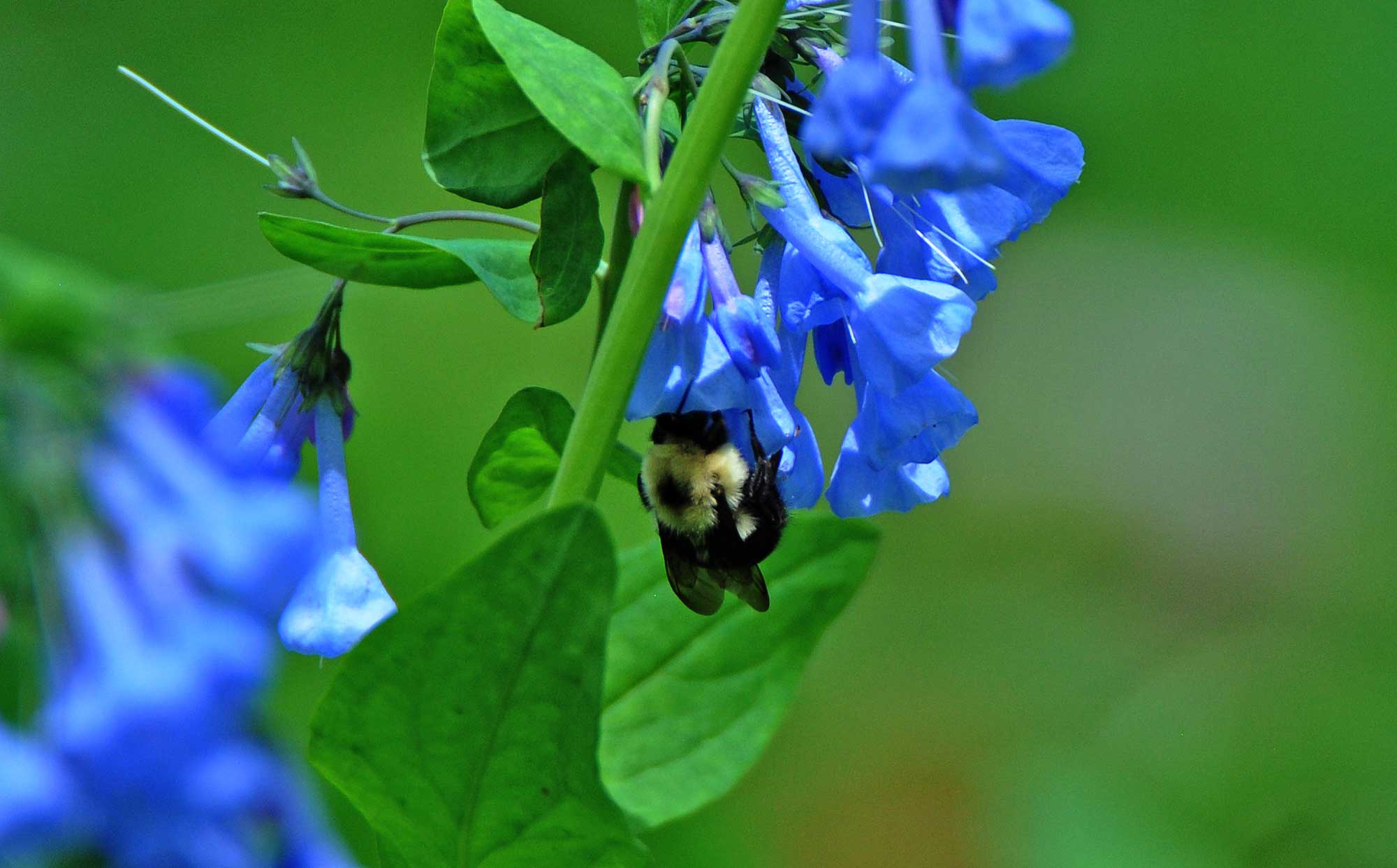A bee on Virginia bluebells..