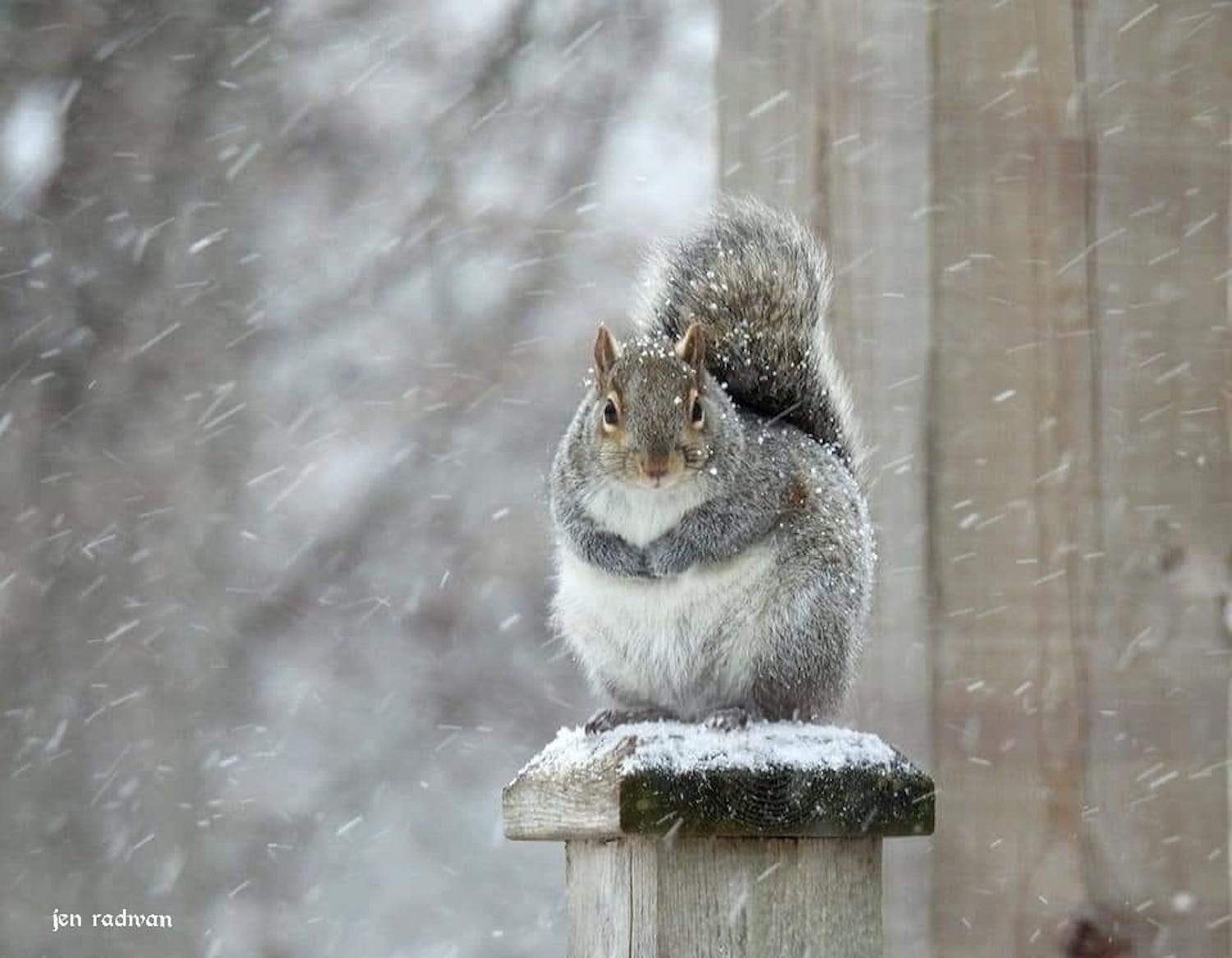 A gray squirrel sitting on a fencepost in the snow.