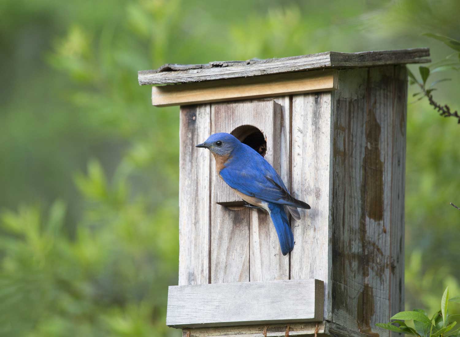 An eastern bluebird on a bluebird box.