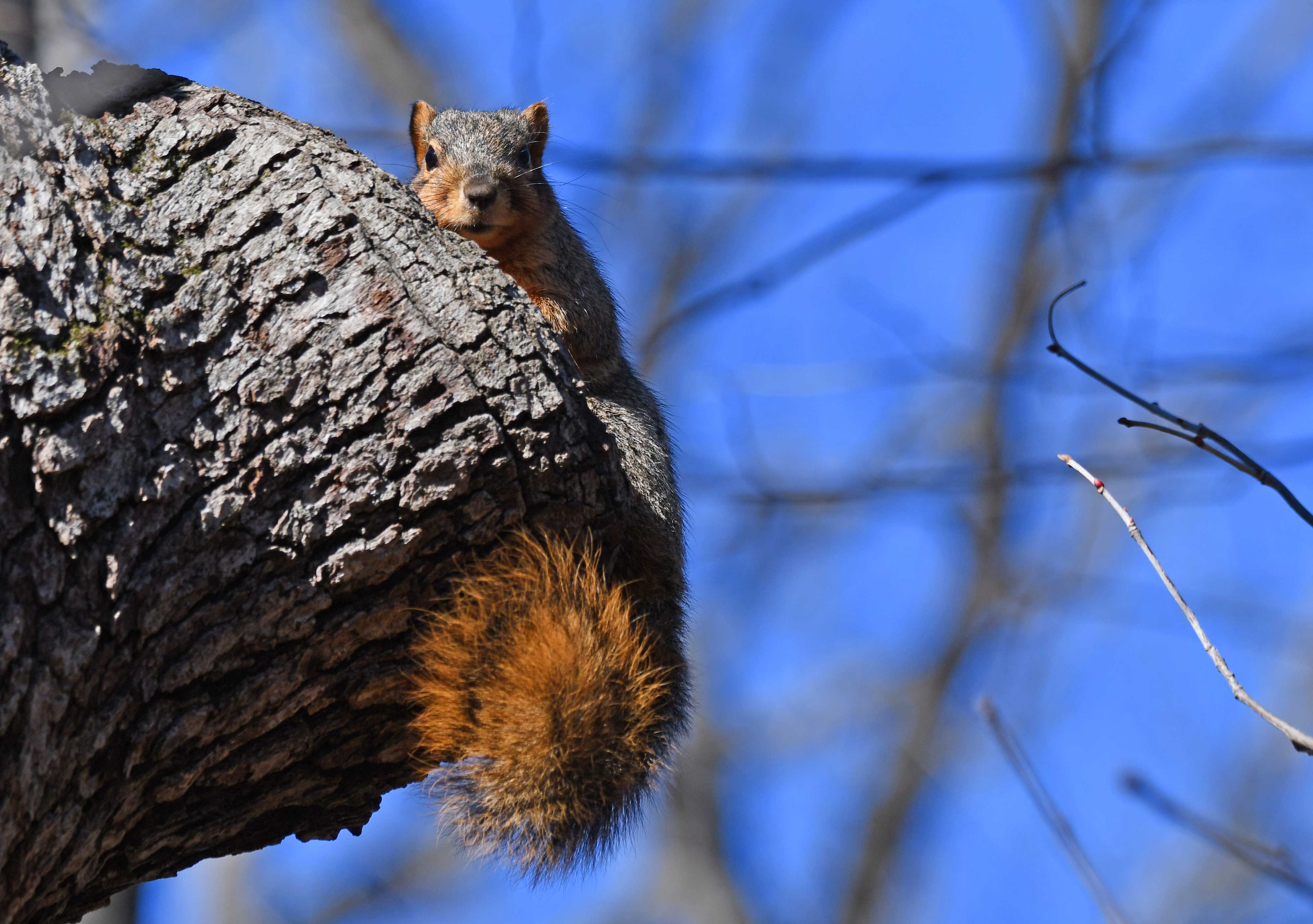 A squirrel holding on to a tree limb.