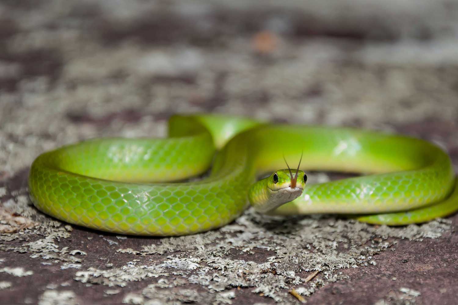A smooth green snake on the ground with its tongue sticking out.