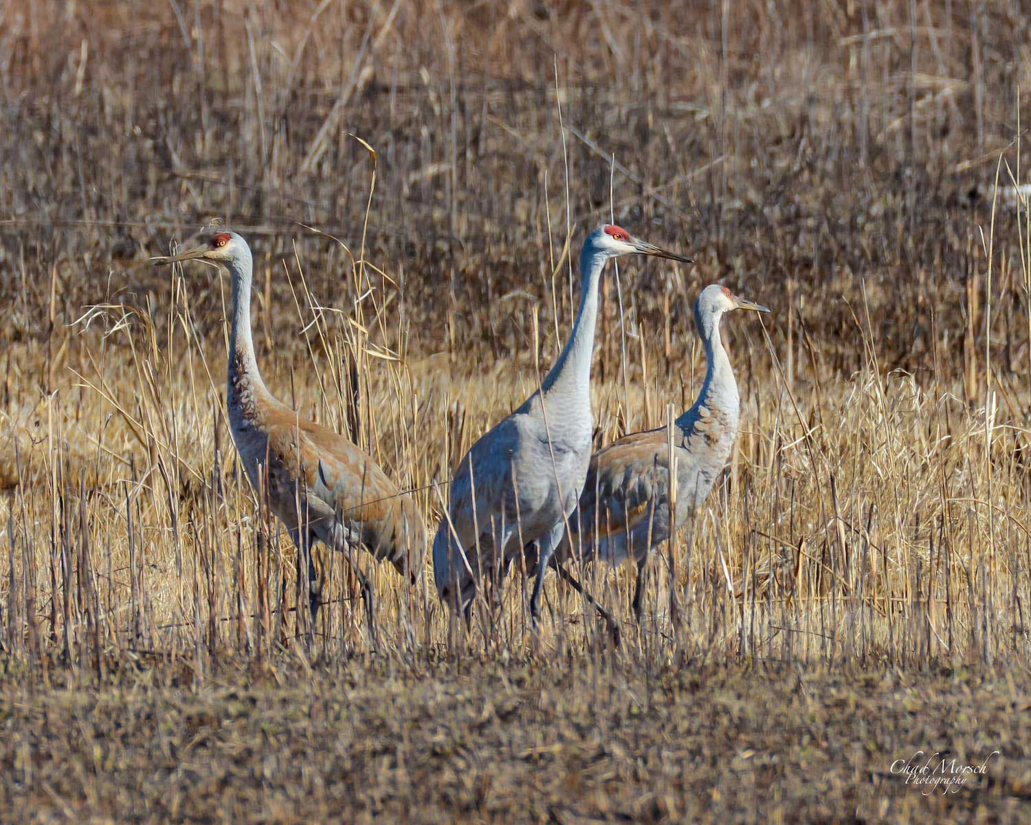 Thee sandhill cranes standing in dried grasses.
