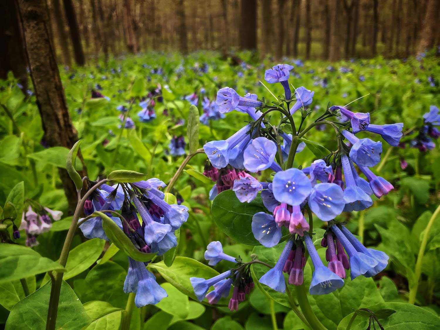 A closeup of bluebell blossoms.