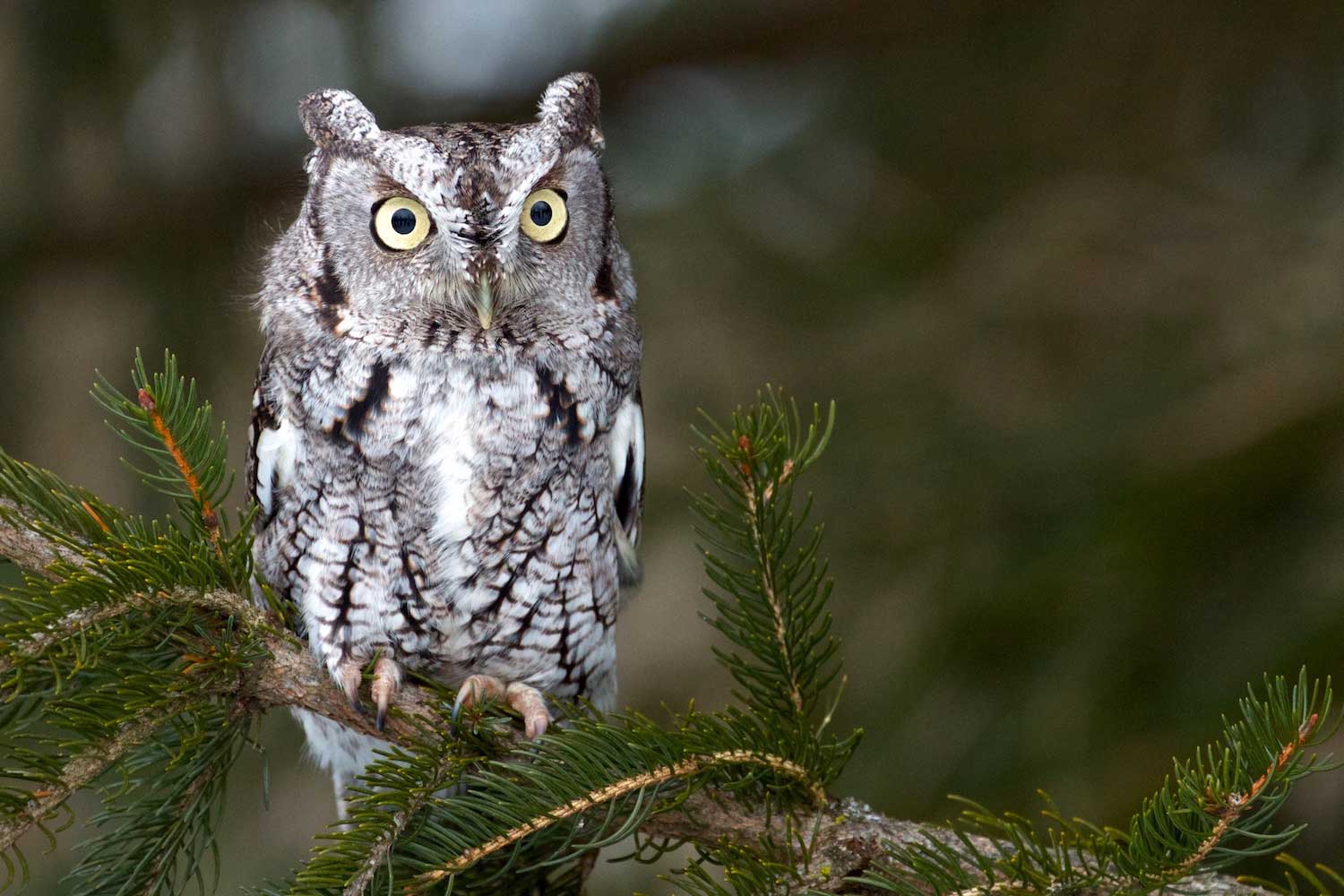 A screech owl on an evergreen tree.