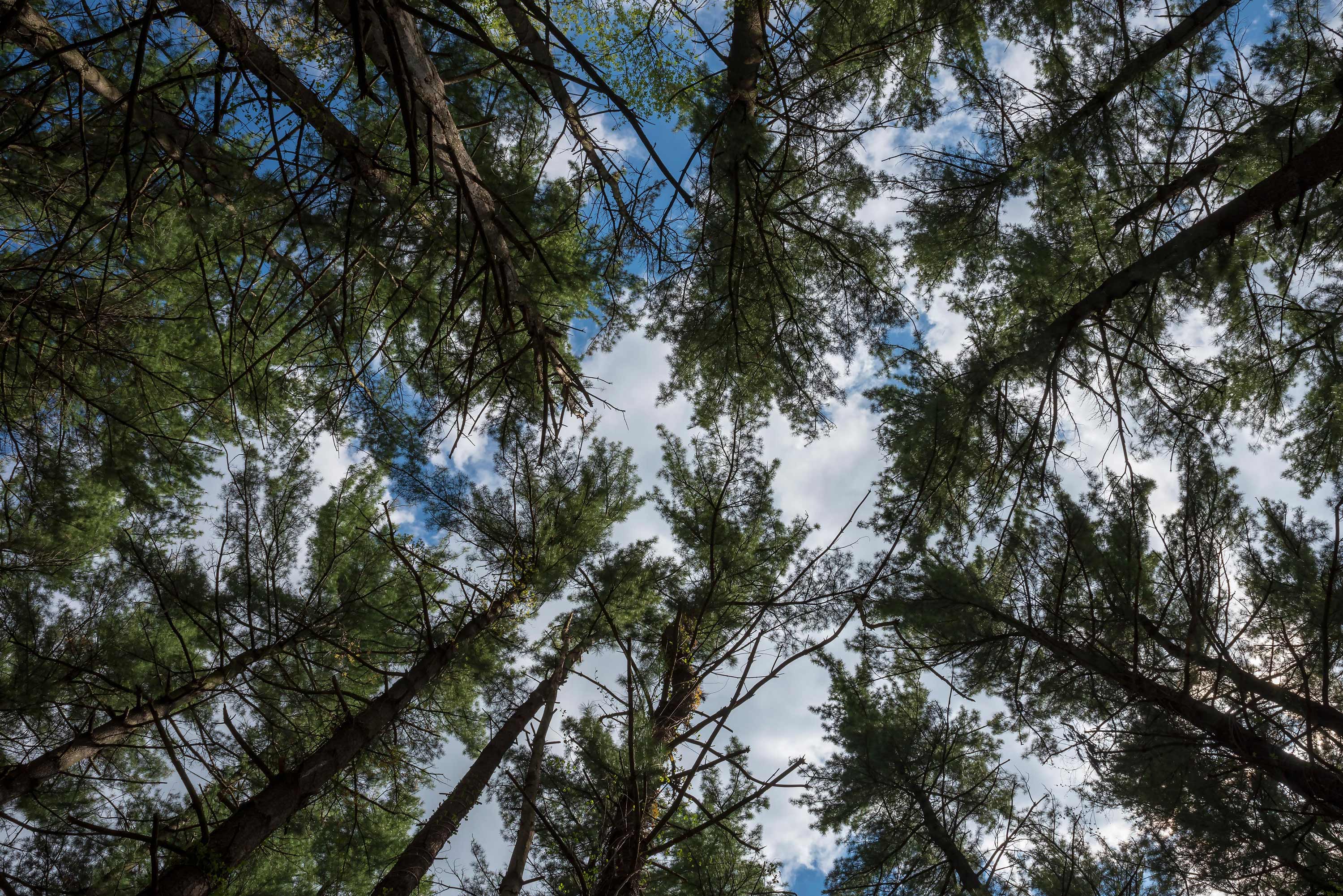 Looking up at the tree canopy at Thorn Creek Woods.