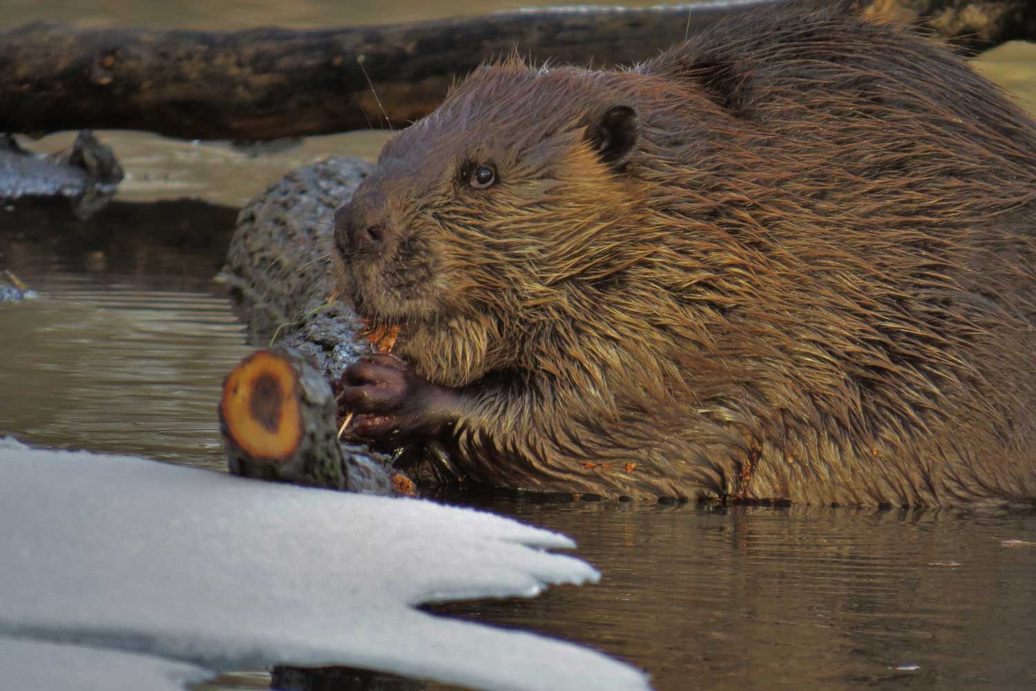 A beaver gnawing on tree bark in the water.