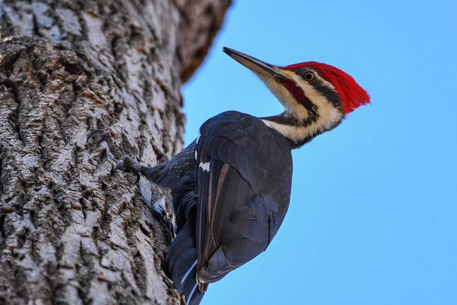 A pileated woodpecker on a tree trunk.