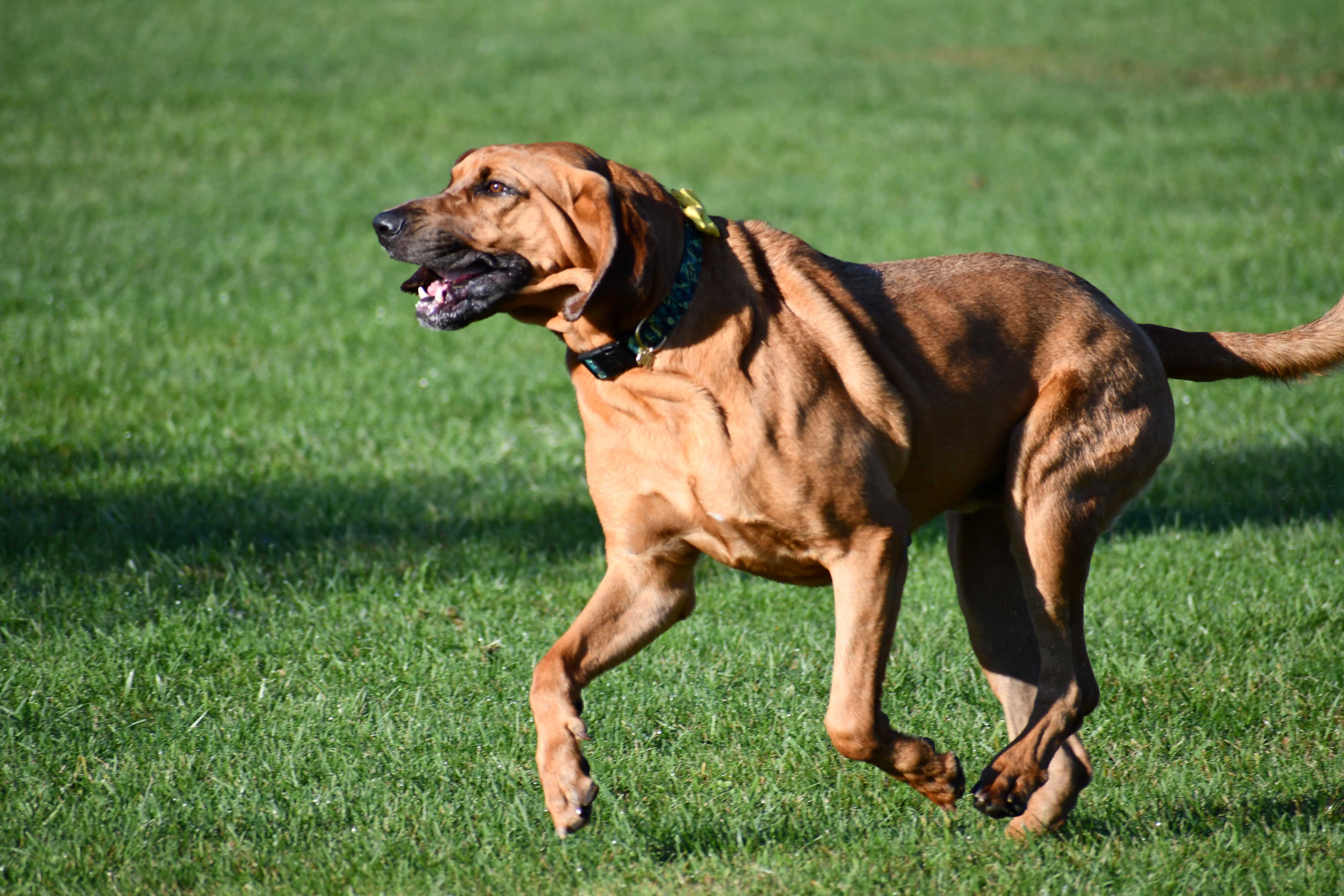 Large dog running at dog park