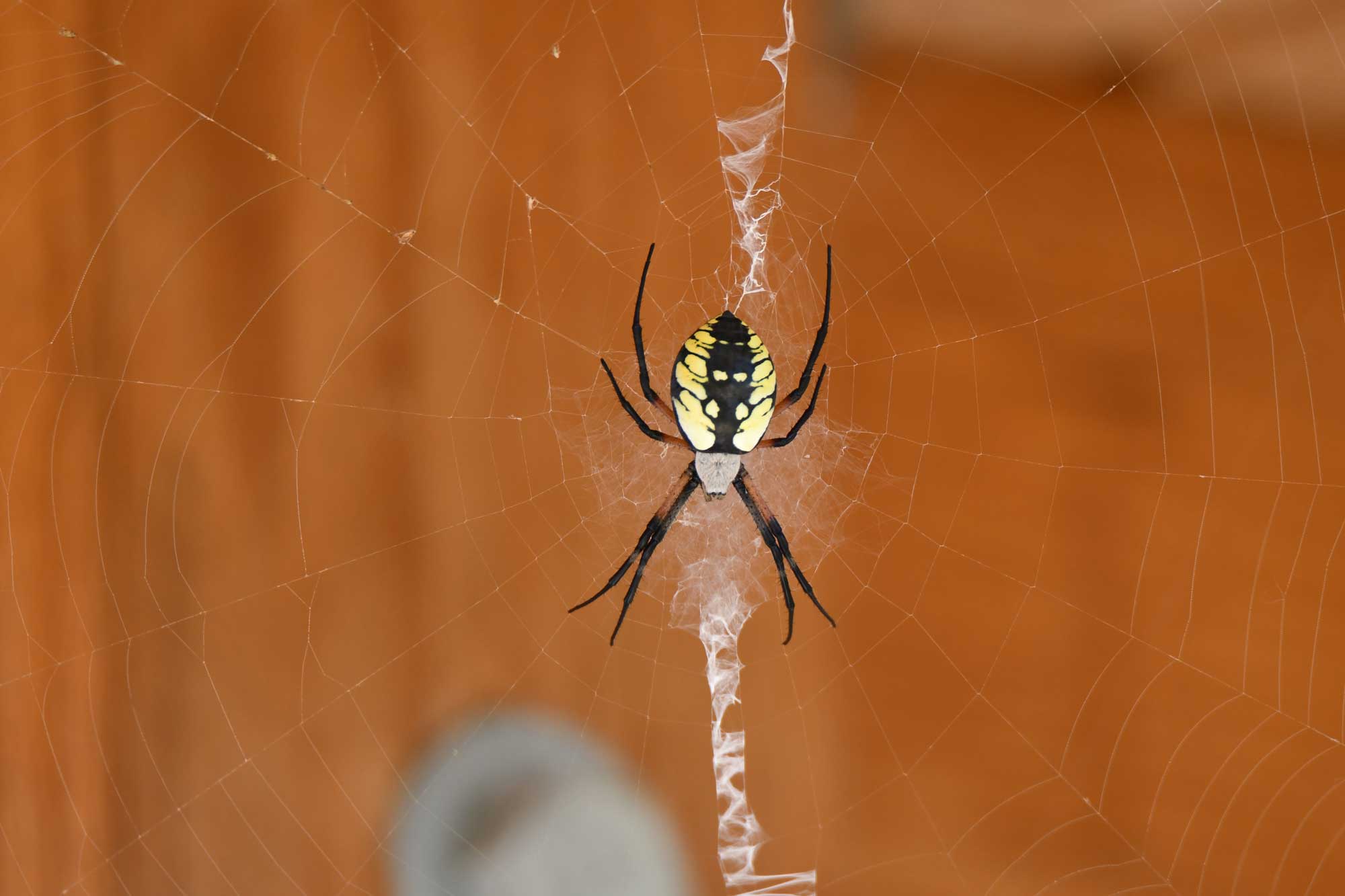 An orb weaver in a web