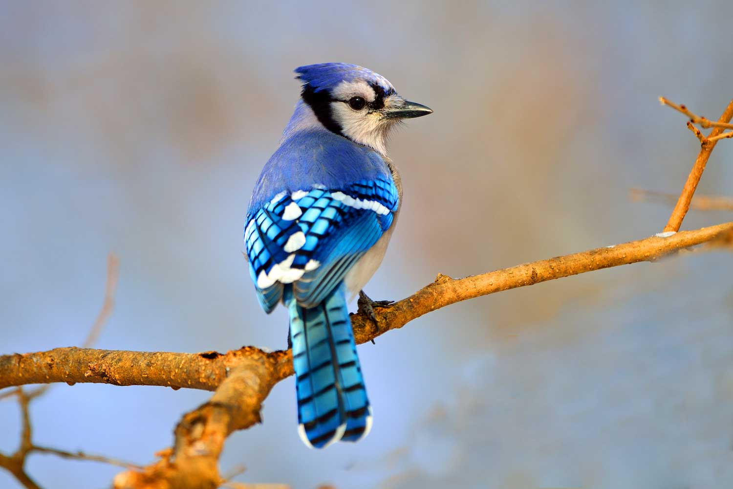 A blue jay perched on a branch.