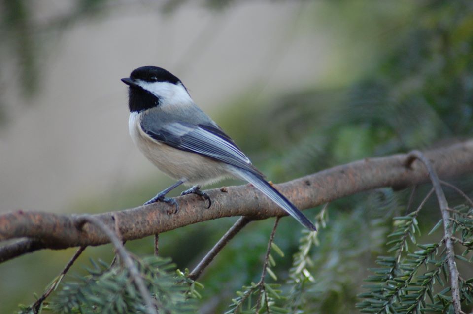 For The Birds Great Backyard Bird Count Helps Scientists Track