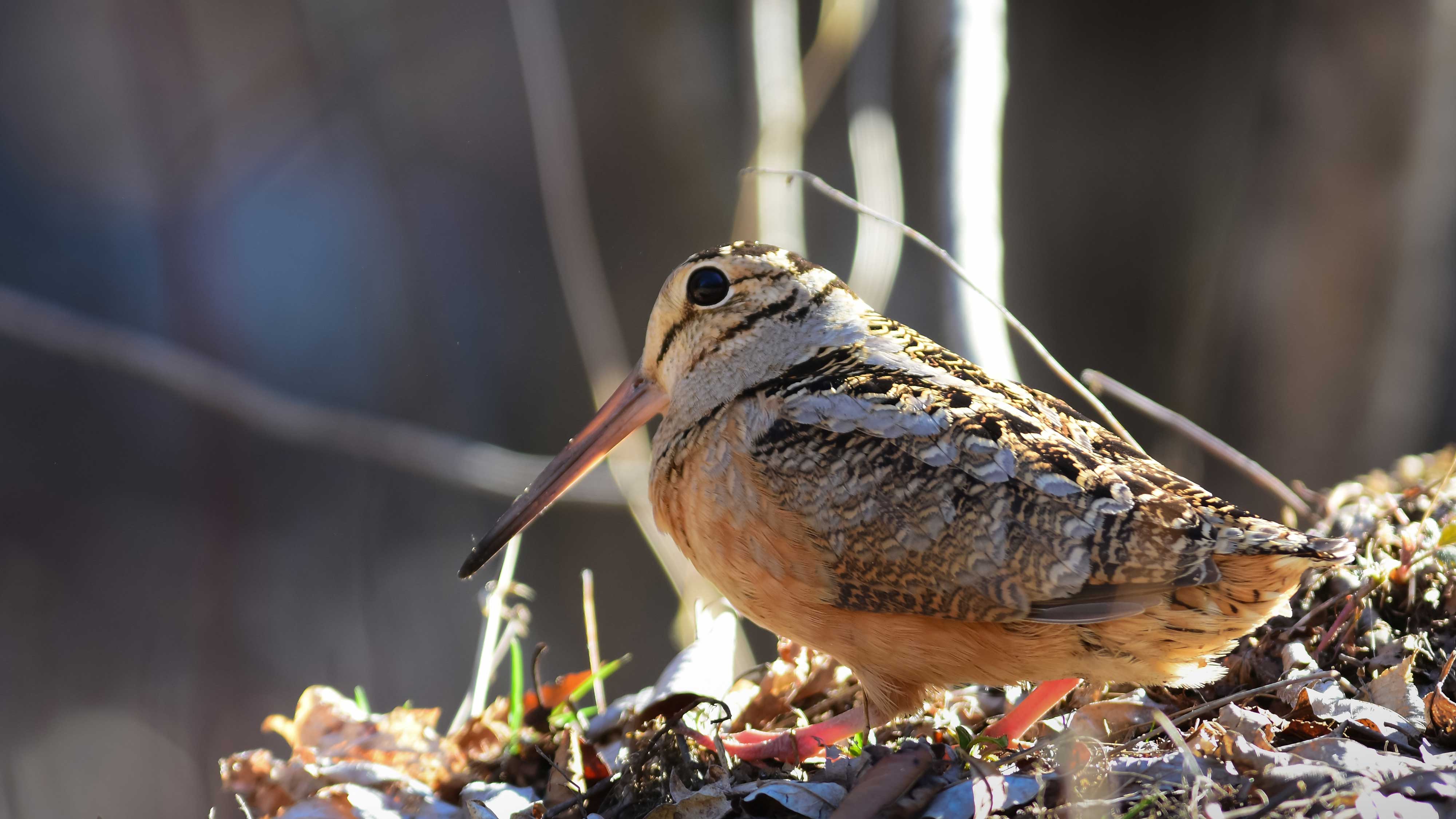 A woodcock sitting on the ground.