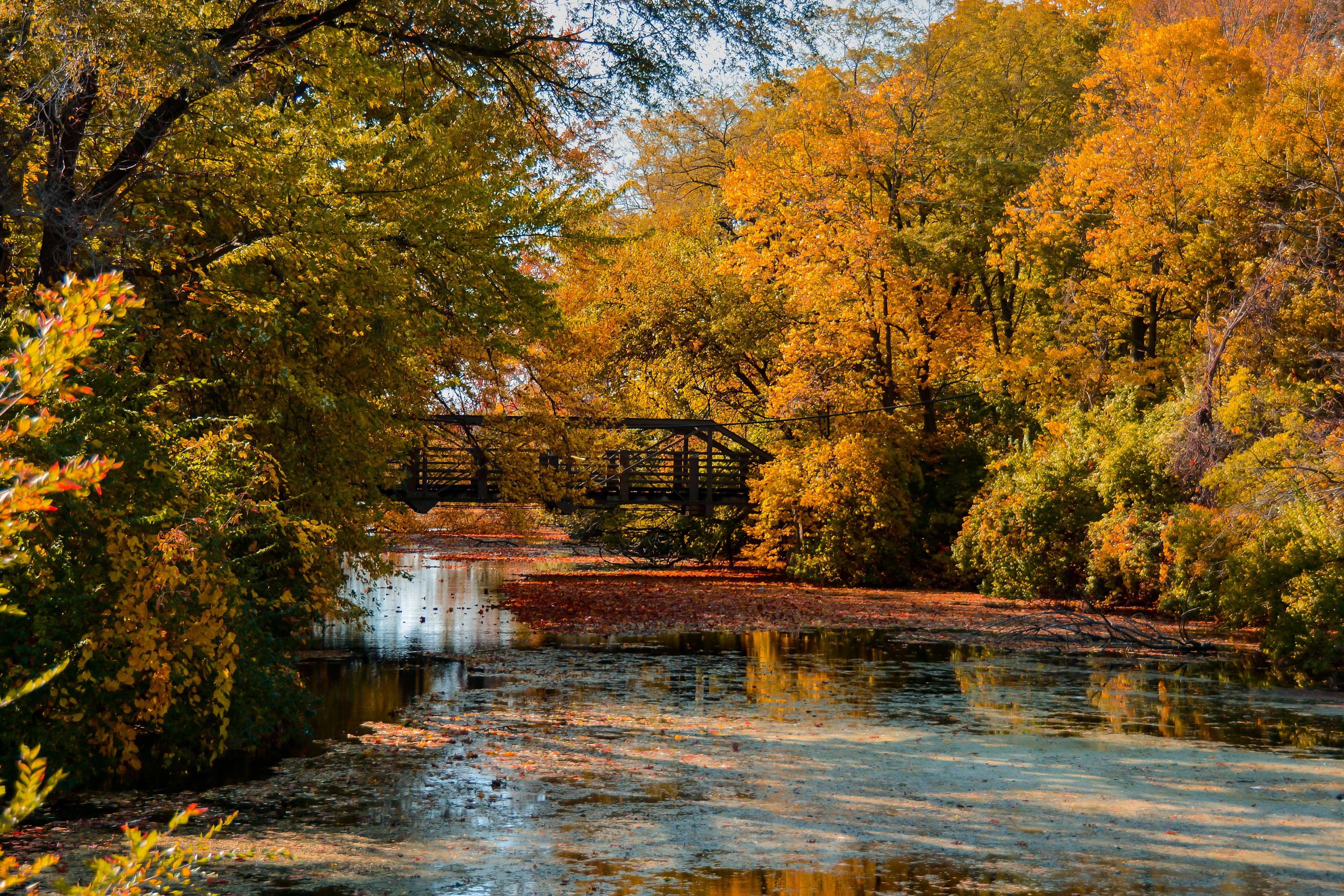 Autumn scenery at McKinley Woods.