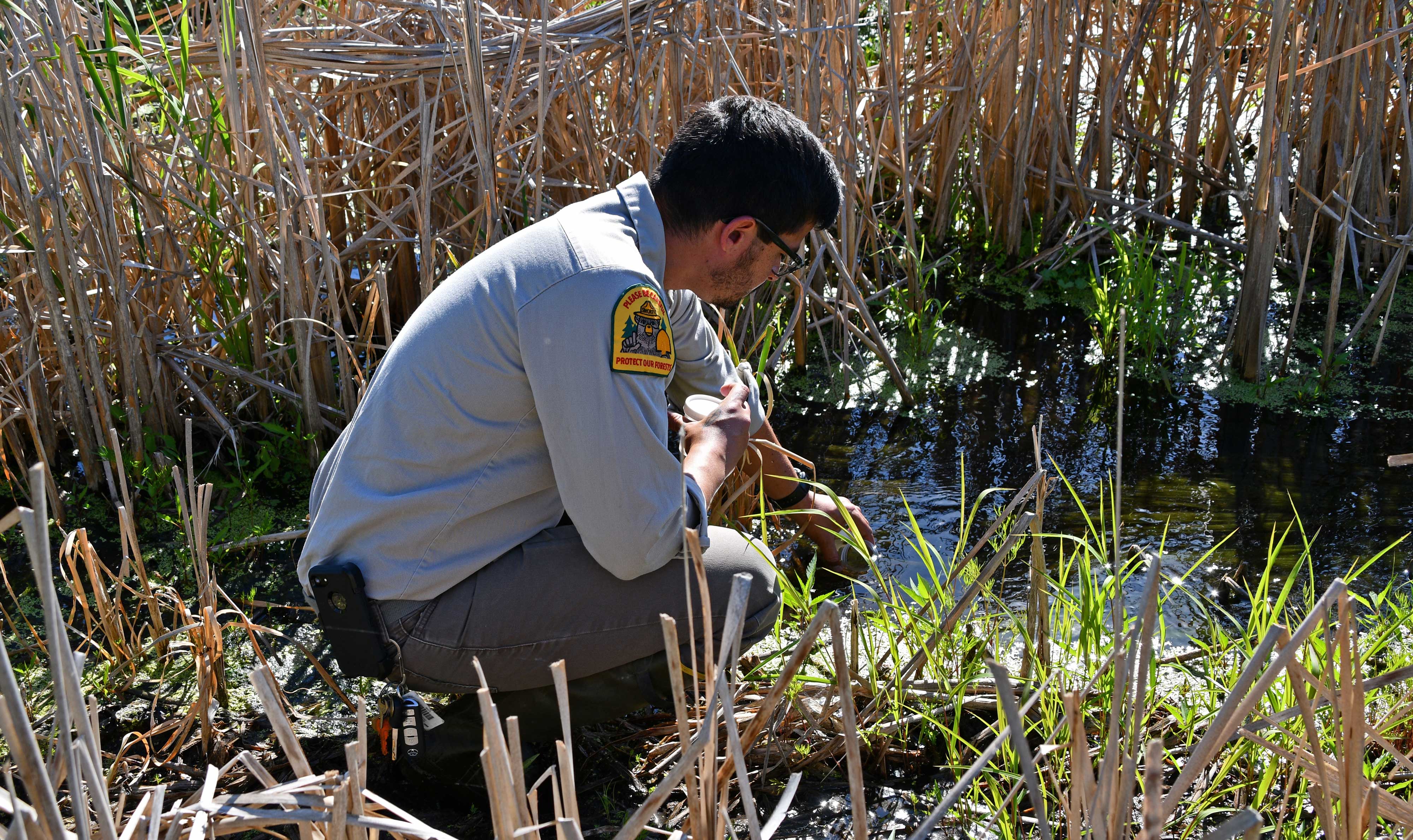 Andres Ortega, an ecologist with the Forest Preserve District of DuPage County, releases larvae. 