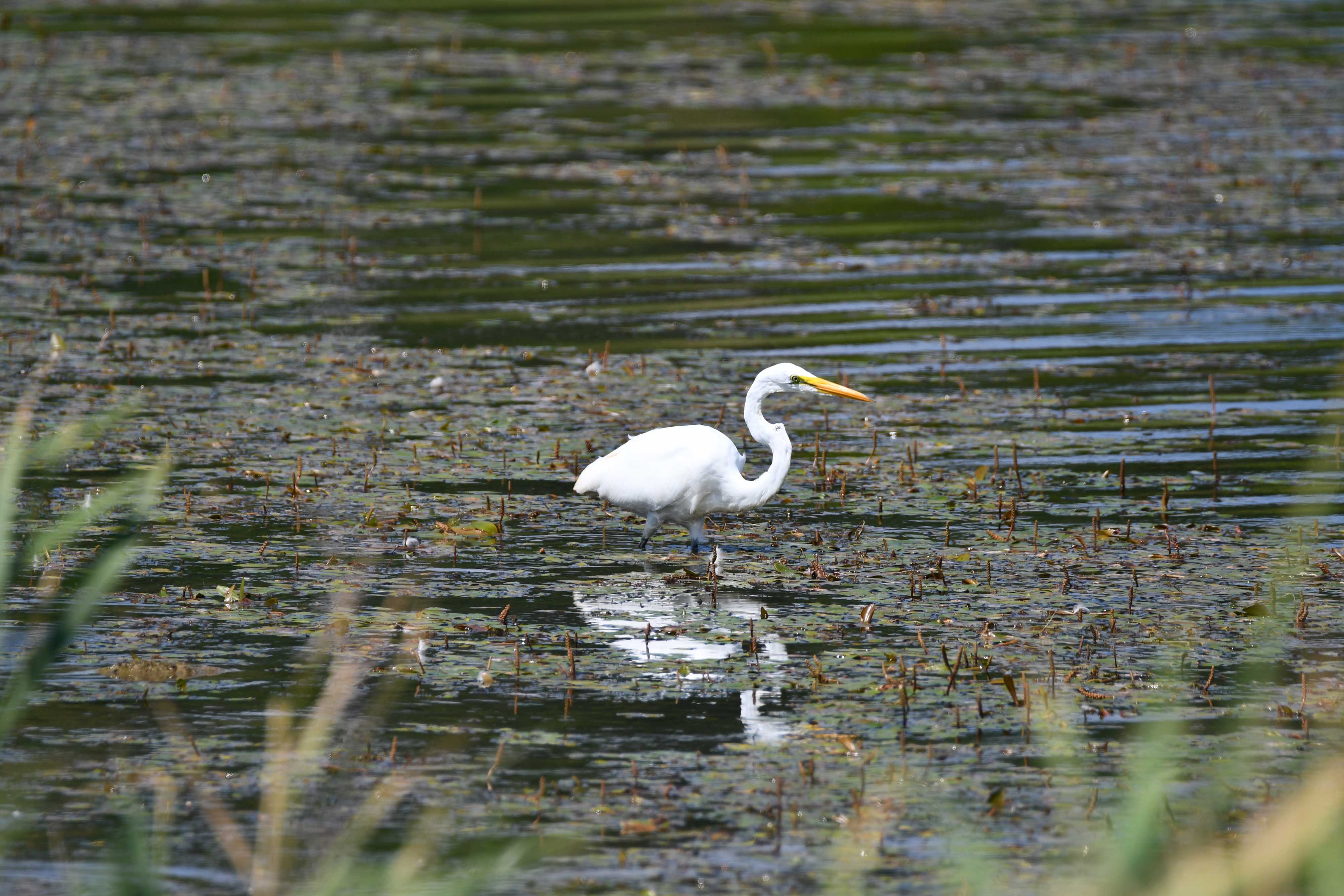 A great egret in a wetland.