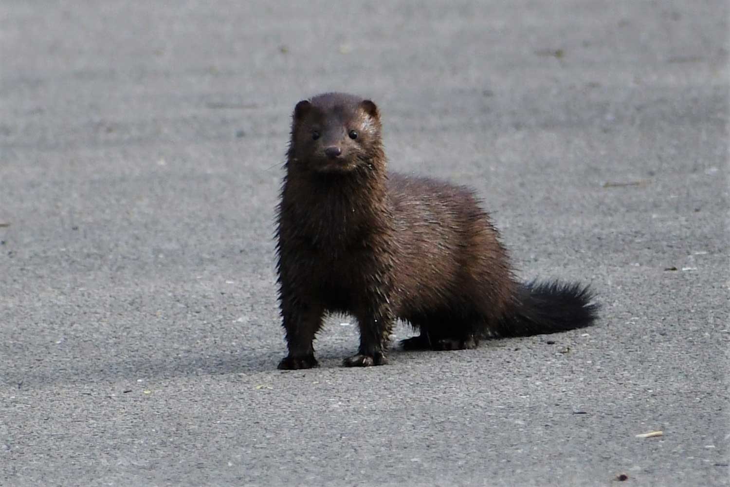 A mink along a trail.