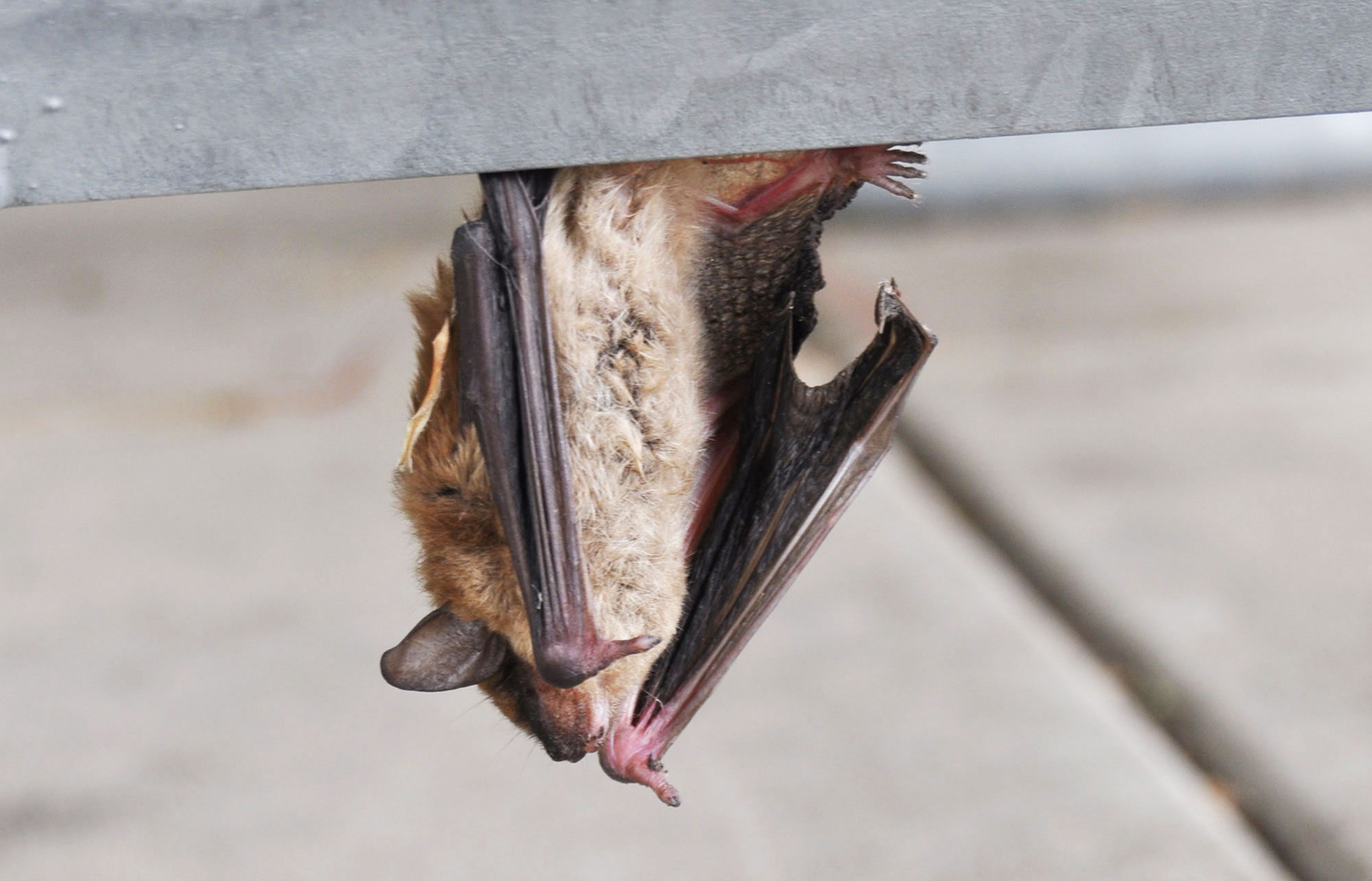 A bat hanging upside down on a picnic bench.