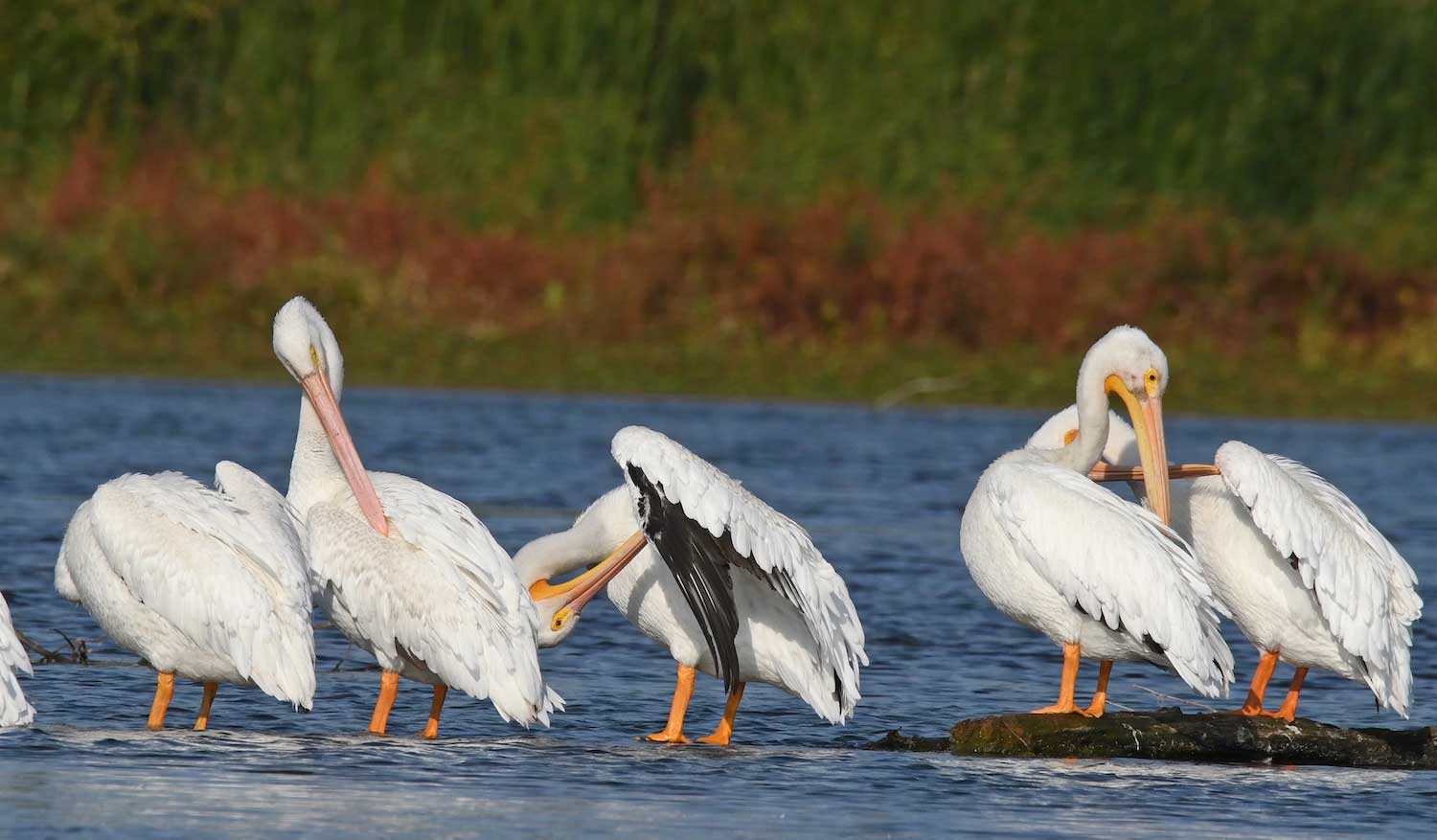 A group of pelicans standing atop rocks in a river.