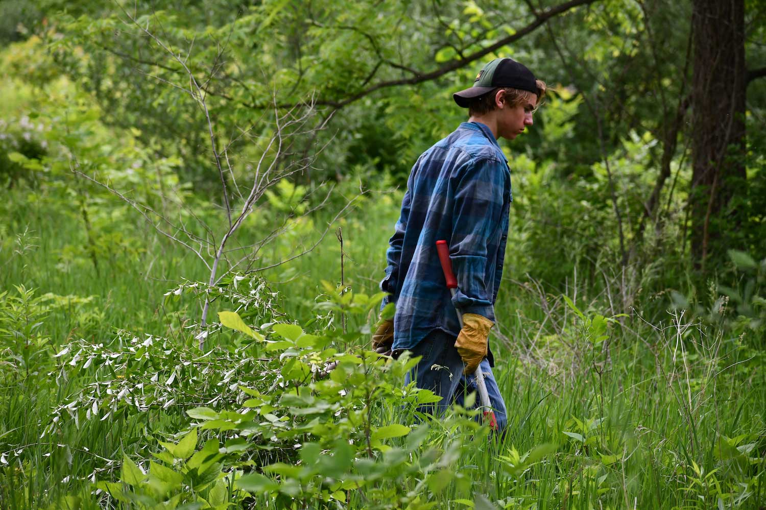 A person wearing gloves and holding loppers walking through tall grasses and vegetation