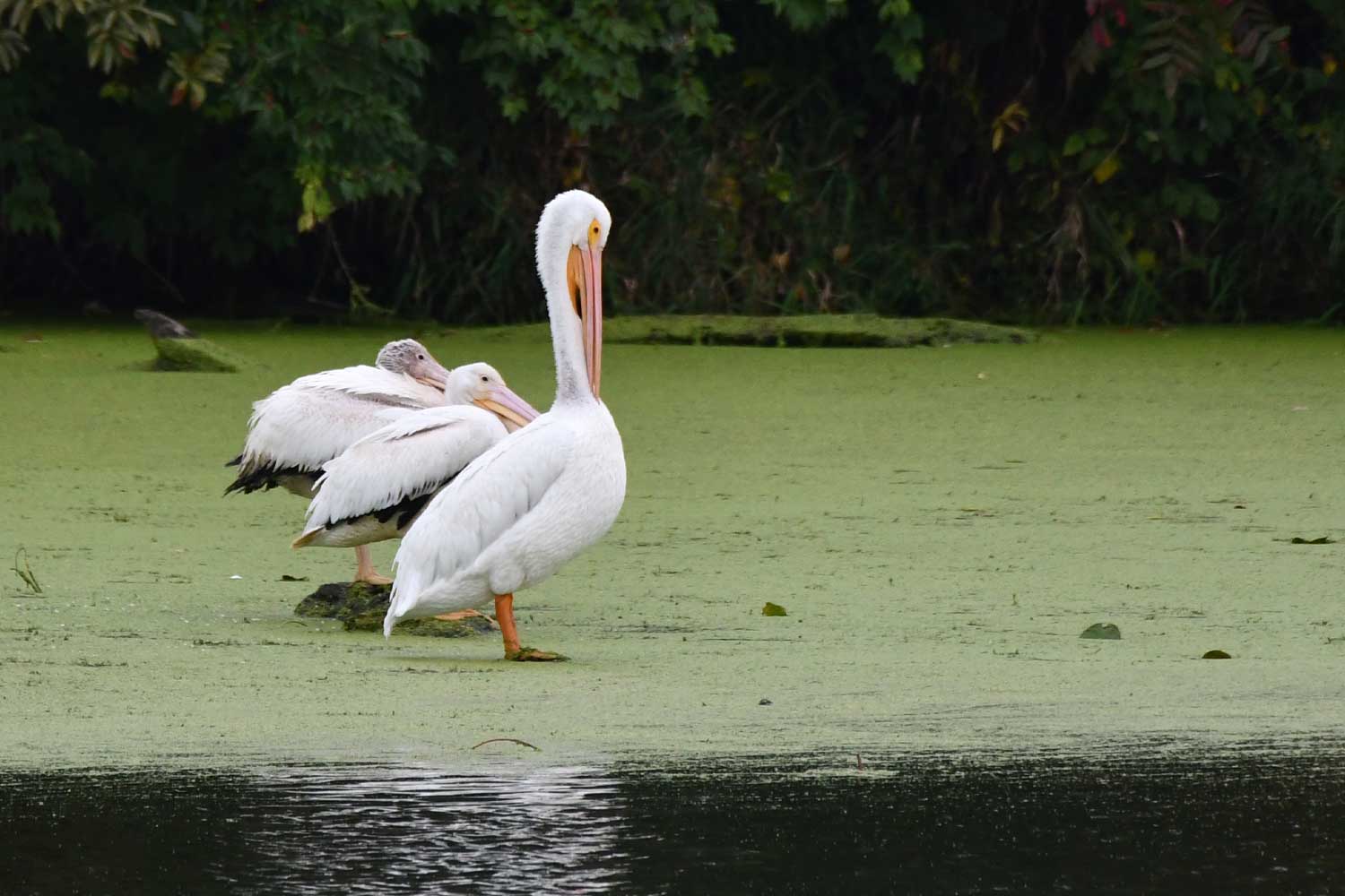 Three pelicans standing in a line on rocks just above the water's surface.