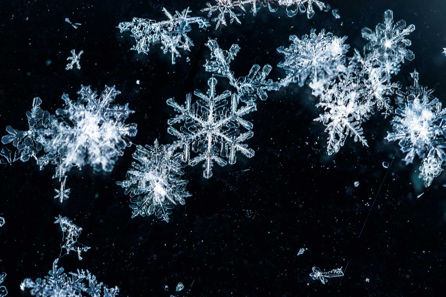 A closeup of snowflakes on a dark background.