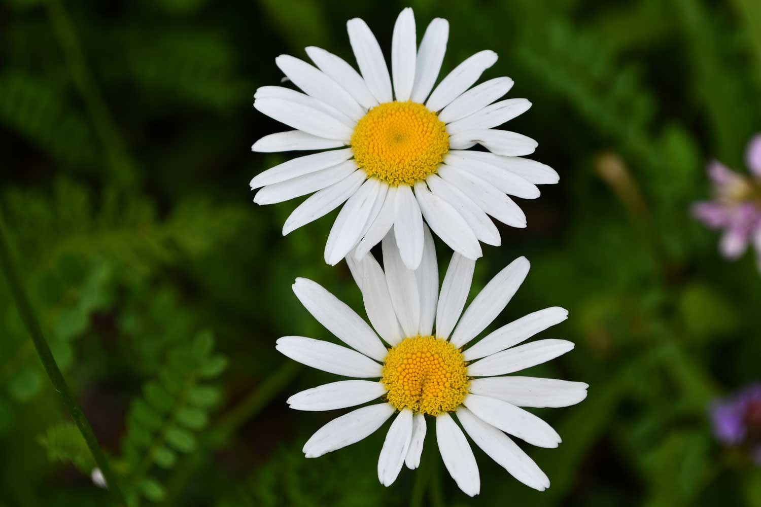 Oxeye daisy flower blooms.