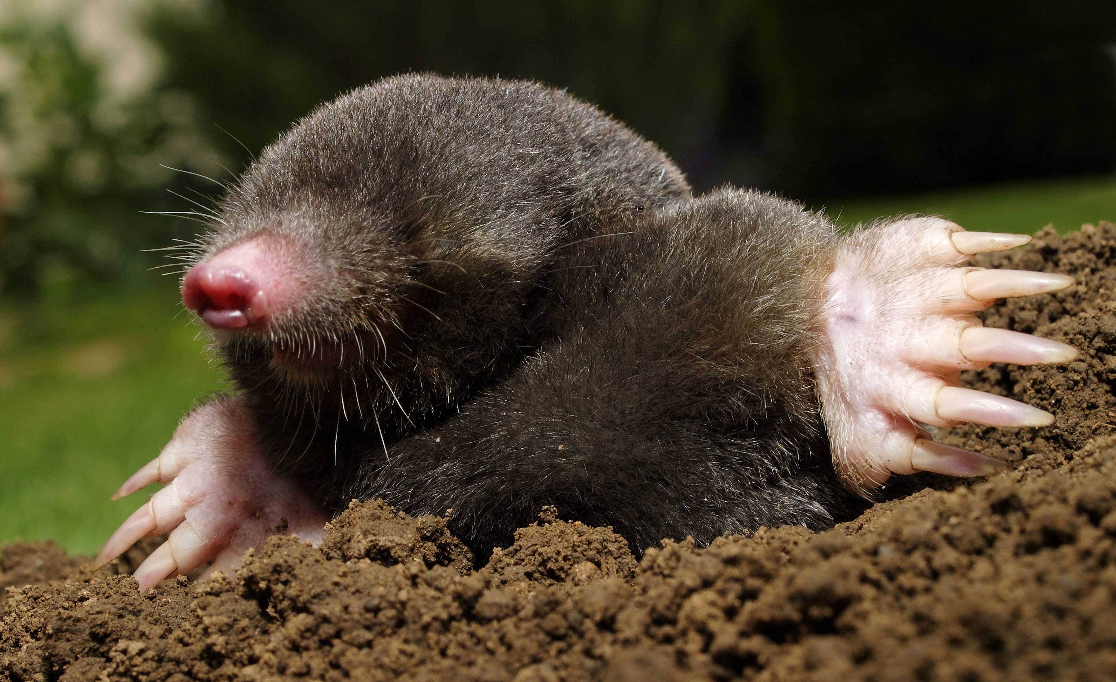 A mole crawling out of its molehill.
