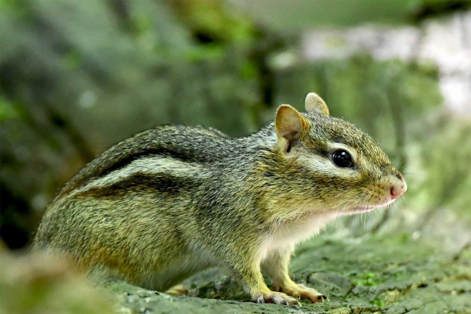 Chipmunk standing on a downed tree.