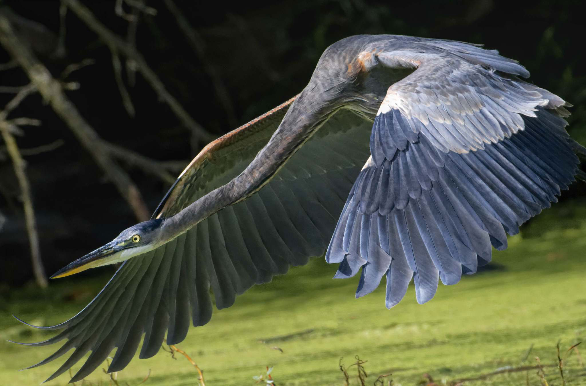 Great Blue: The Granddaddy of Herons - Forest Preserve District of Will