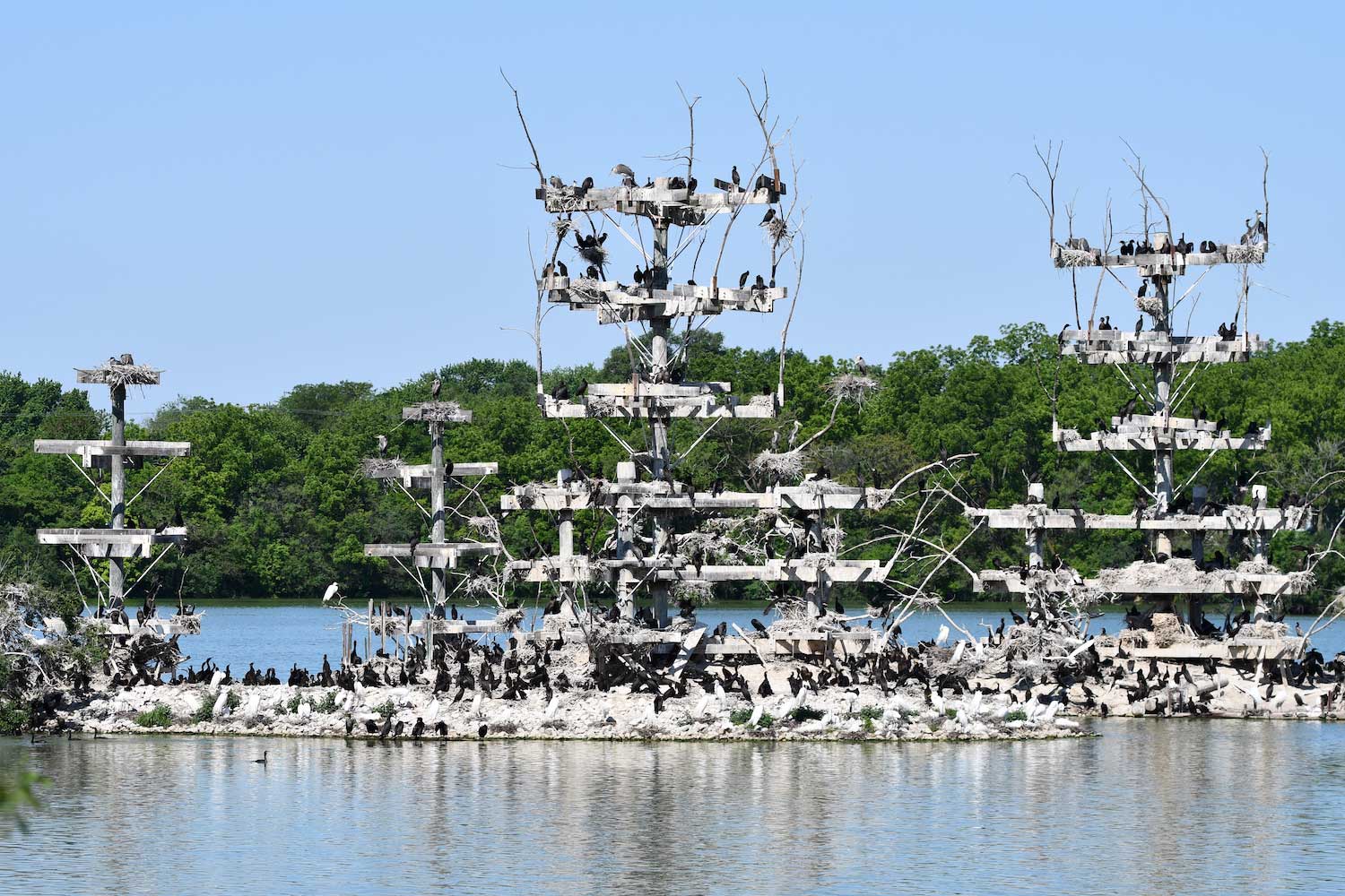 Nesting platforms filled with great blue herons, great egrets and double-crested cormorants.