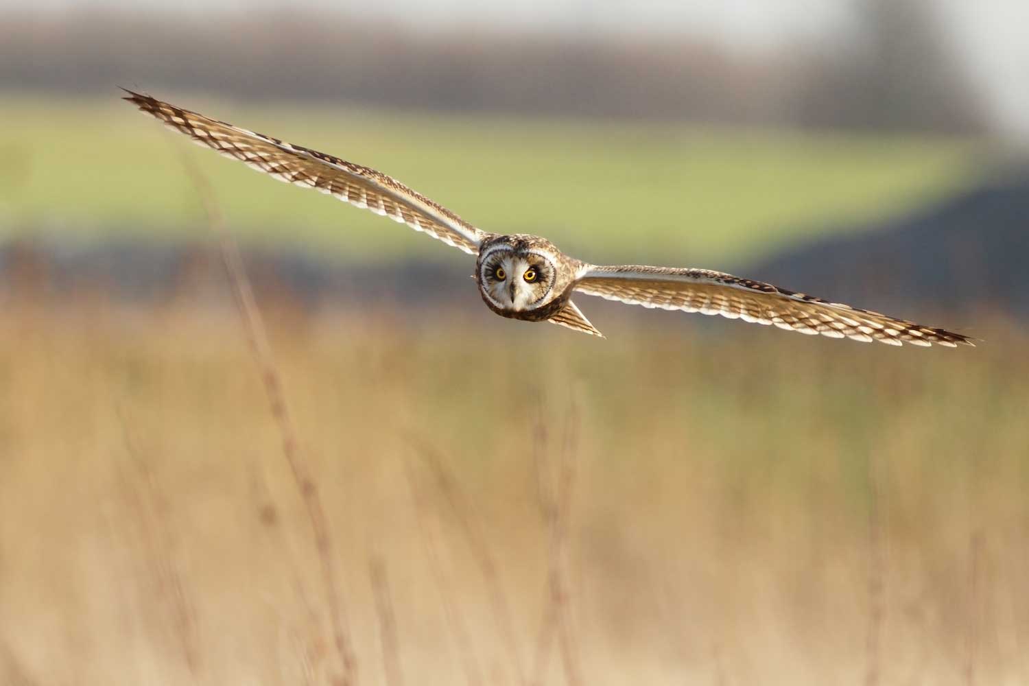 A short-eared owl flying over a grassland.