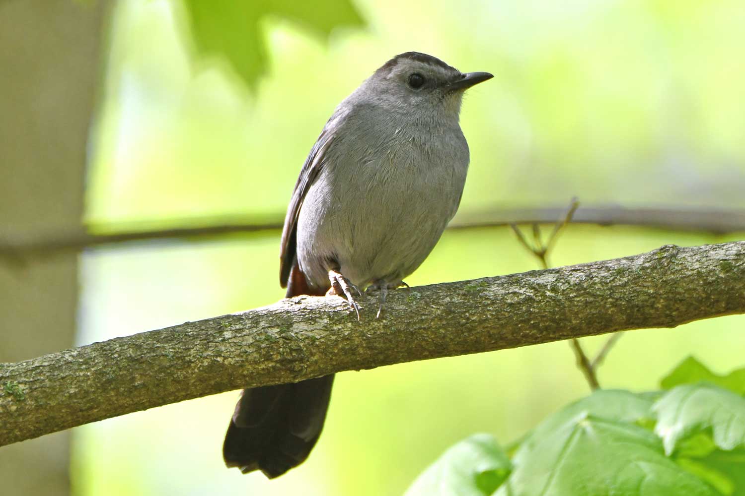 Gray catbird perched on a branch with other branches and leaves in the background.