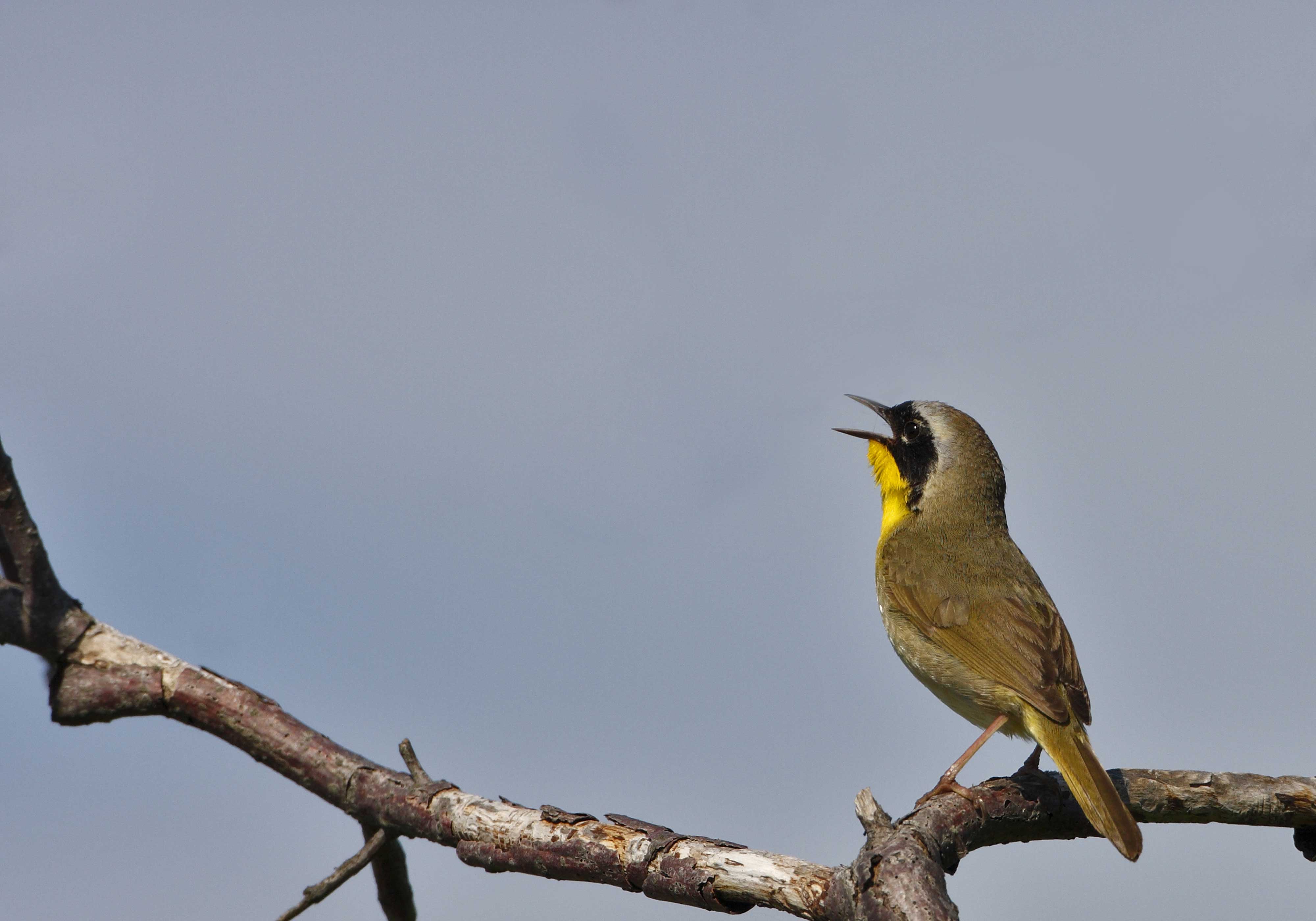 A common yellowthroat on a branch with its mouth open.