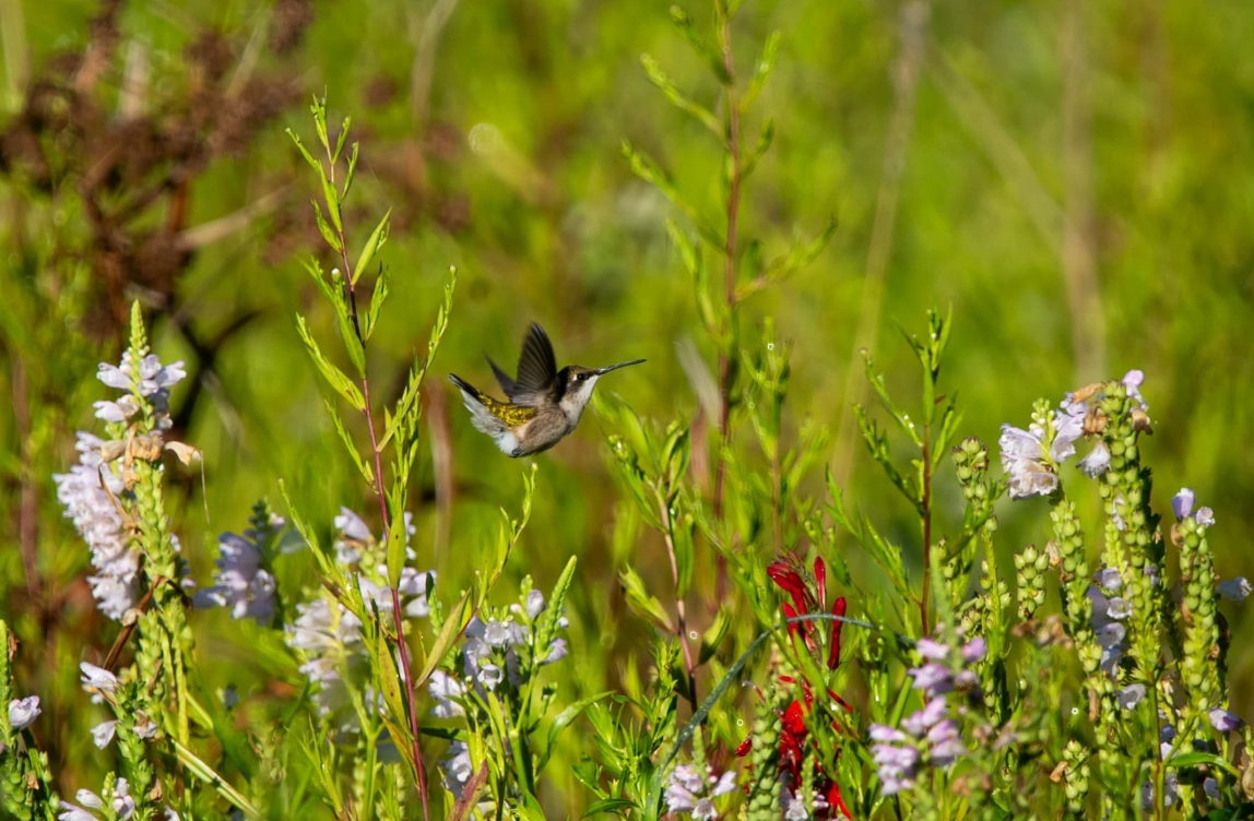 A ruby-throated hummingbird hovering over prairie flowers.