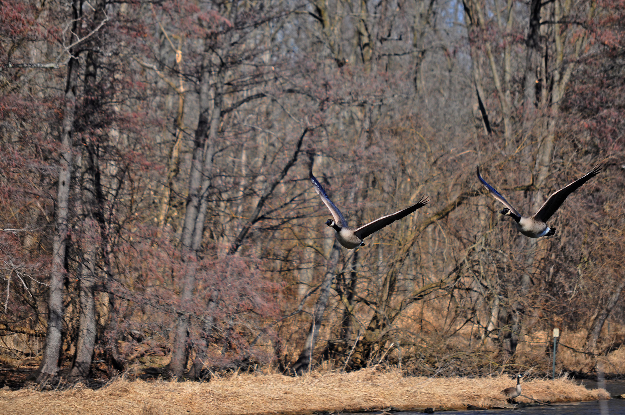 Two Canada geese in flight.