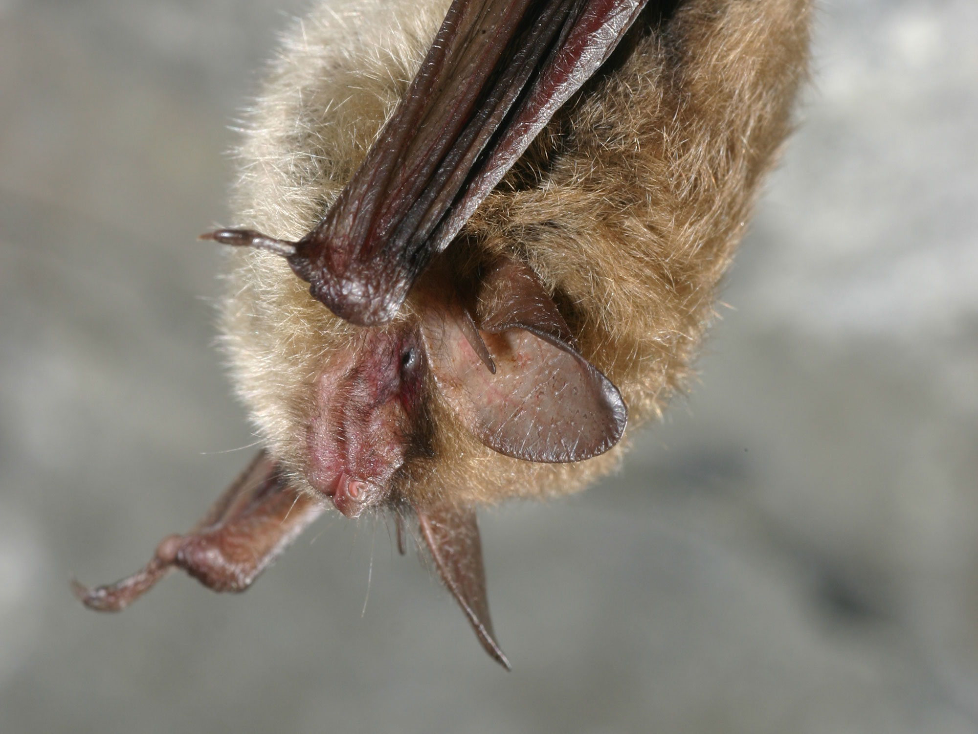 A long-eared bat.