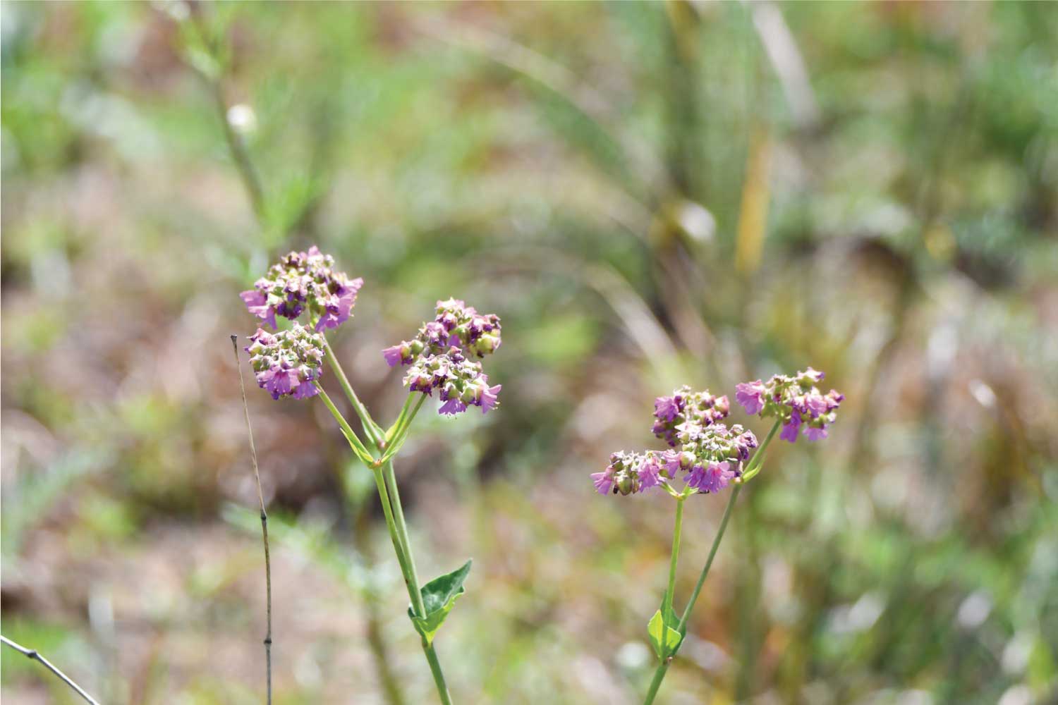 Small purple blooms from the wild four o'clock wildflower.