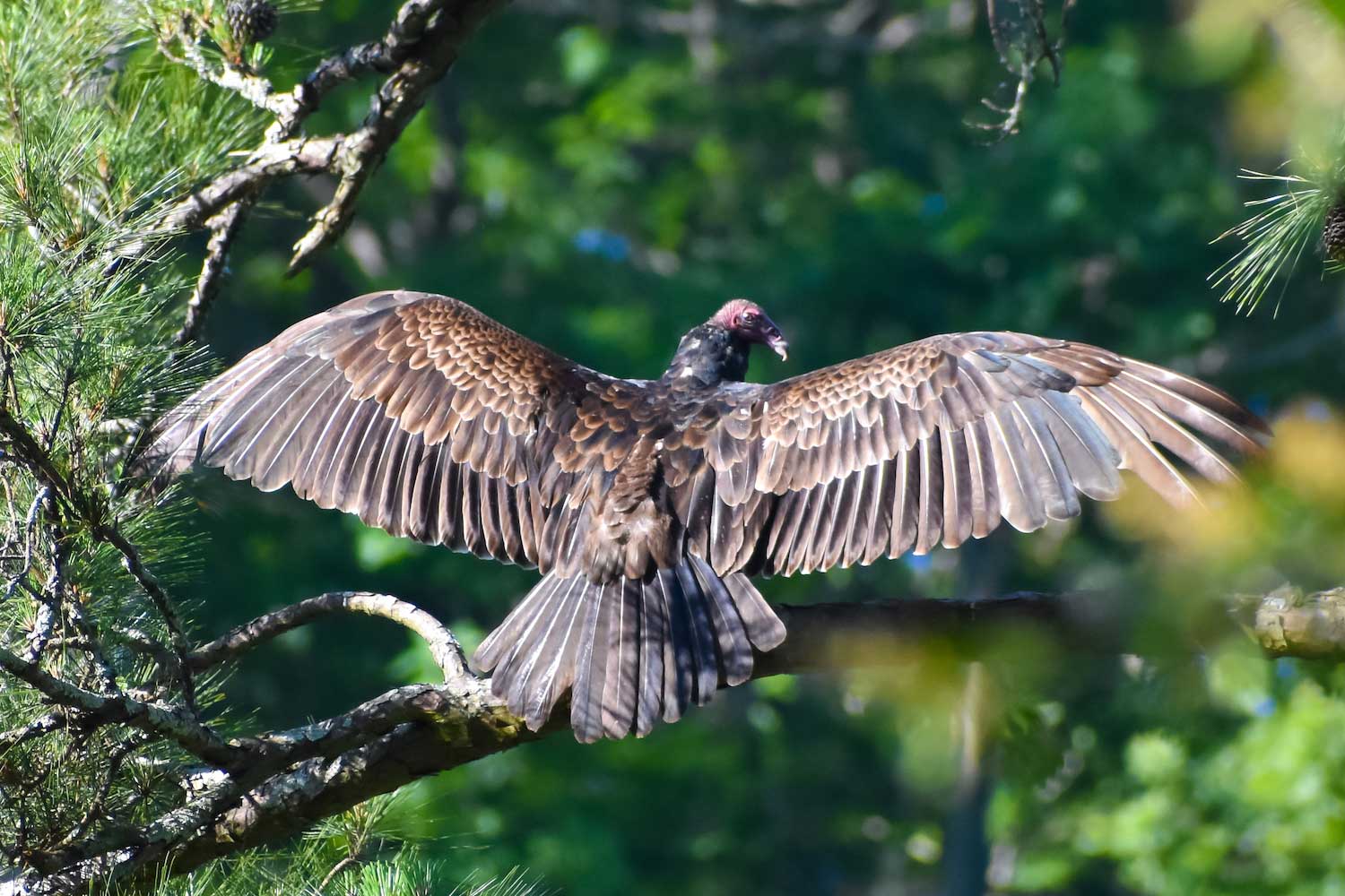 Turkey vulture with its wings spread
