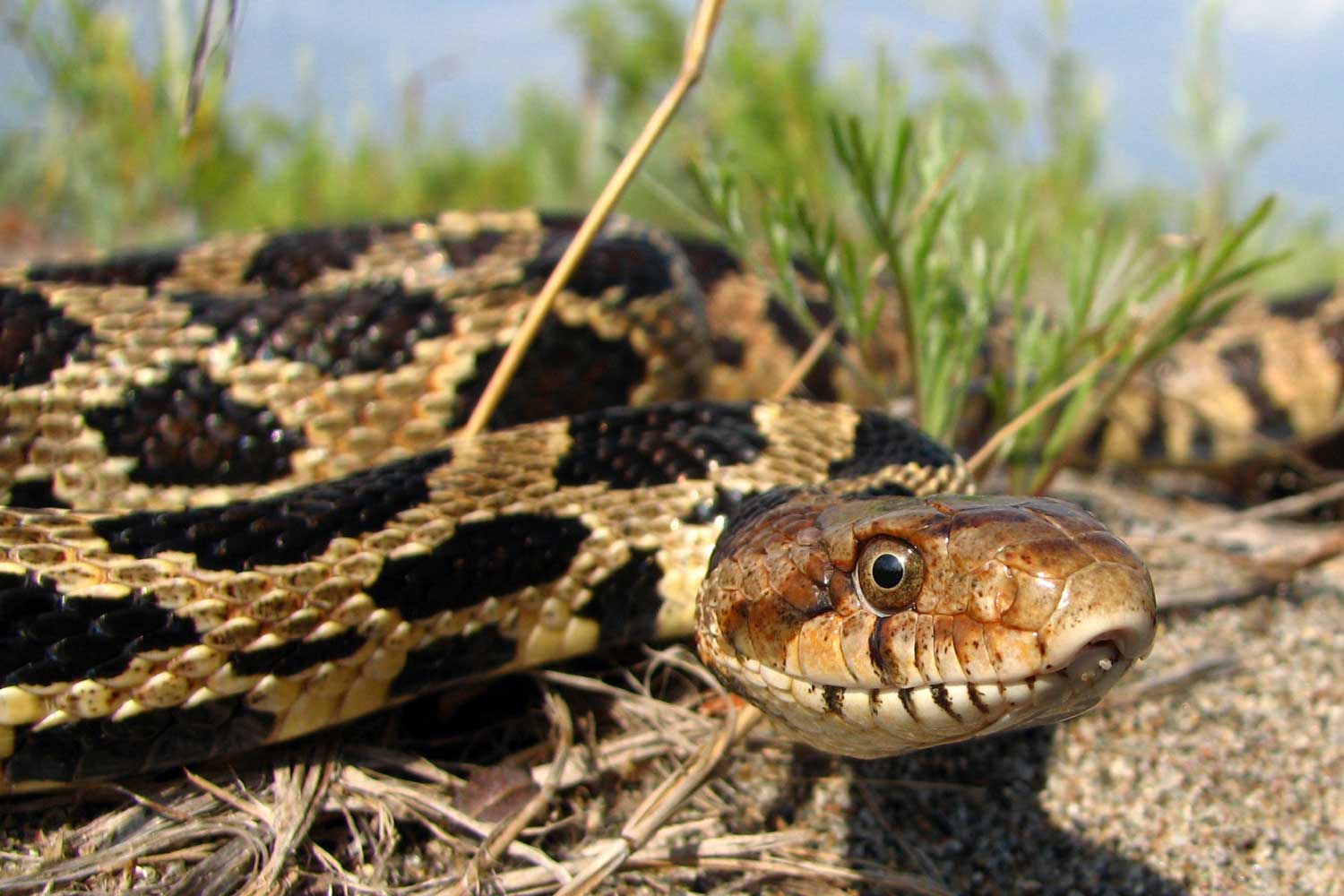A closeup of a fox snake on the ground with grass in the background.