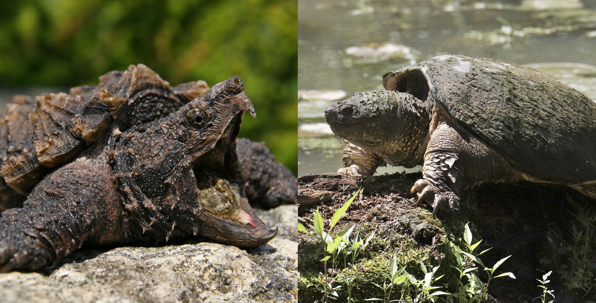 An alligator snapping turtle and a common snapping turtle side by side.