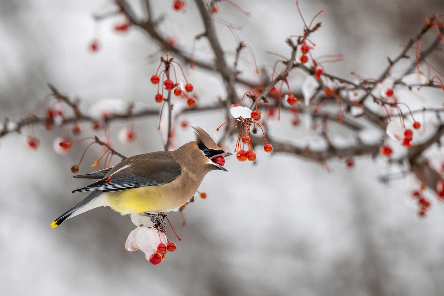 A cedar waxwing eating fruit from a snow-covered tree.