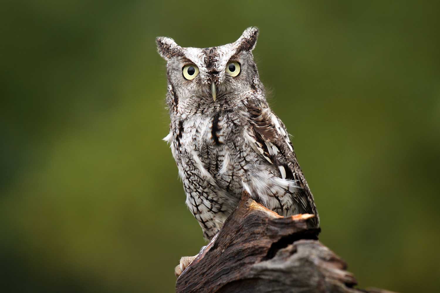 An eastern screech owl atop a tree snag.