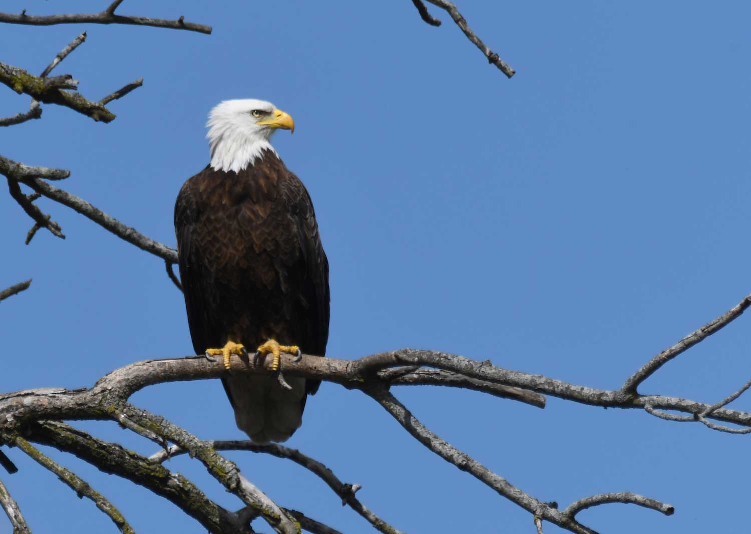 A bald eagle perched on a bare tree branch under a cloudless blue sky.