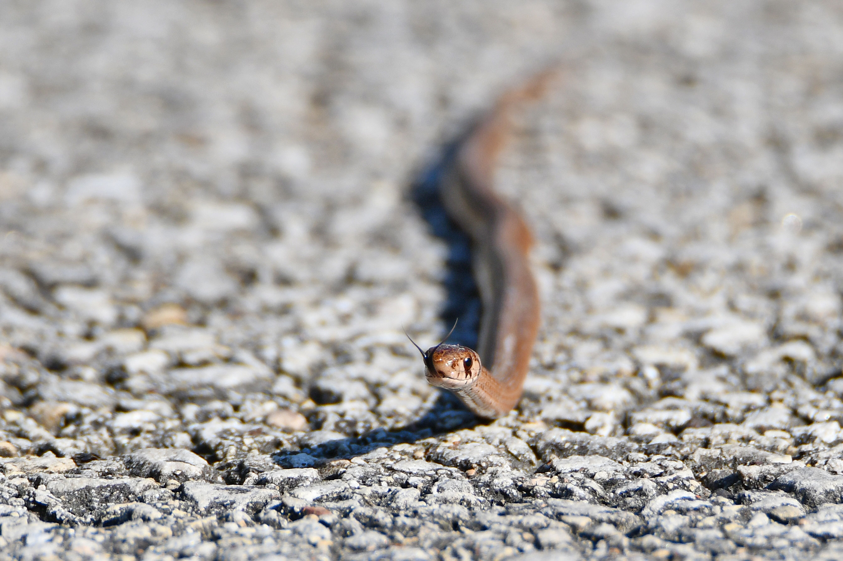 A midland brown snake slithering on the trail.
