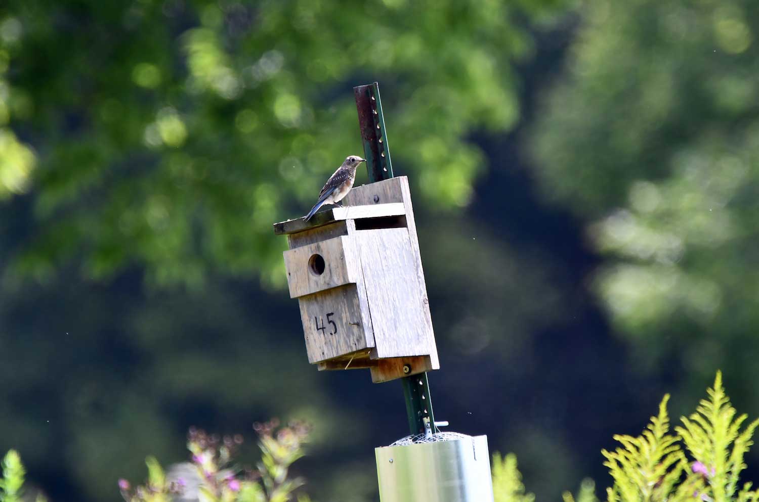 A bluebird perched on a bluebird box.