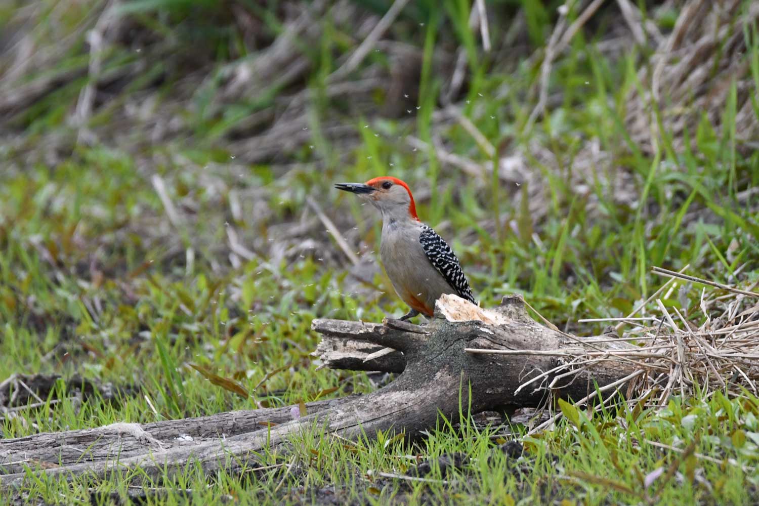 Red bellied woodpecker perched on a fallen branch.