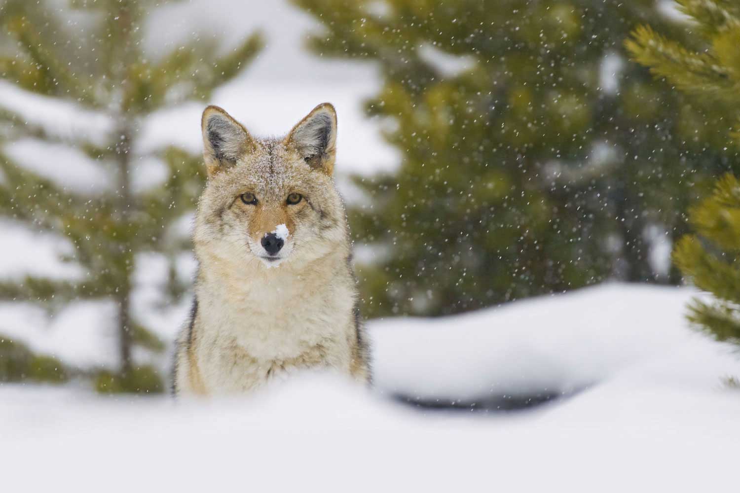 A coyote sitting in the snow.