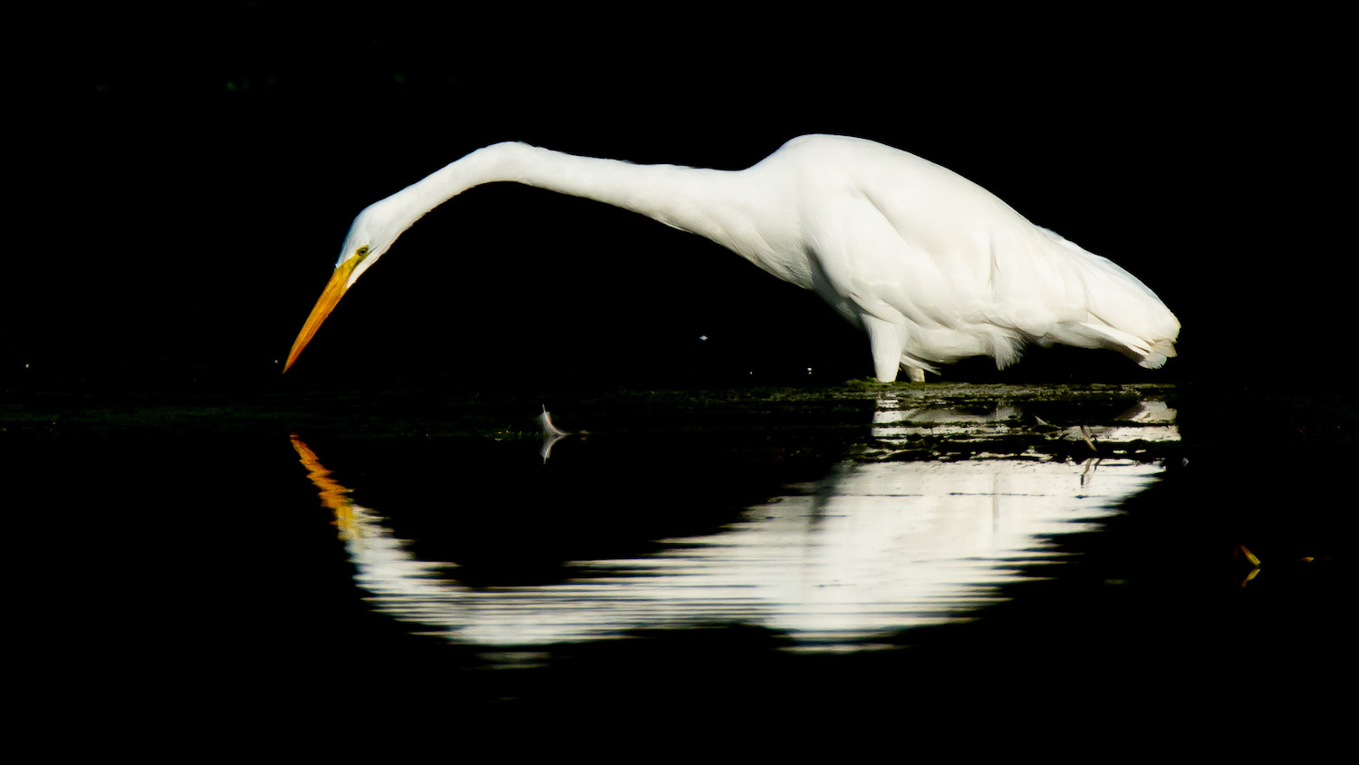 A great egret wading and leaning into the water.