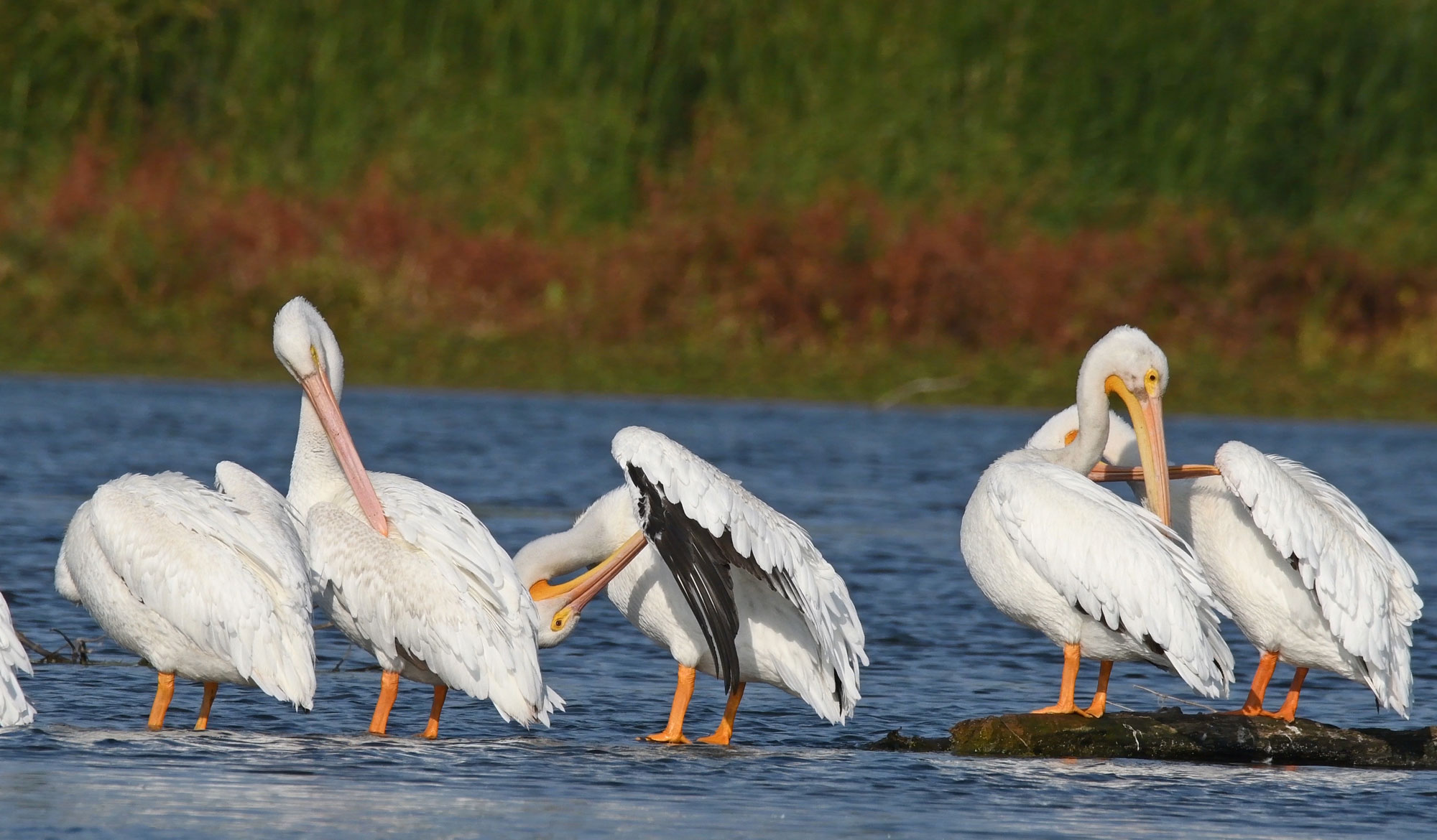 A row of pelicans on the water